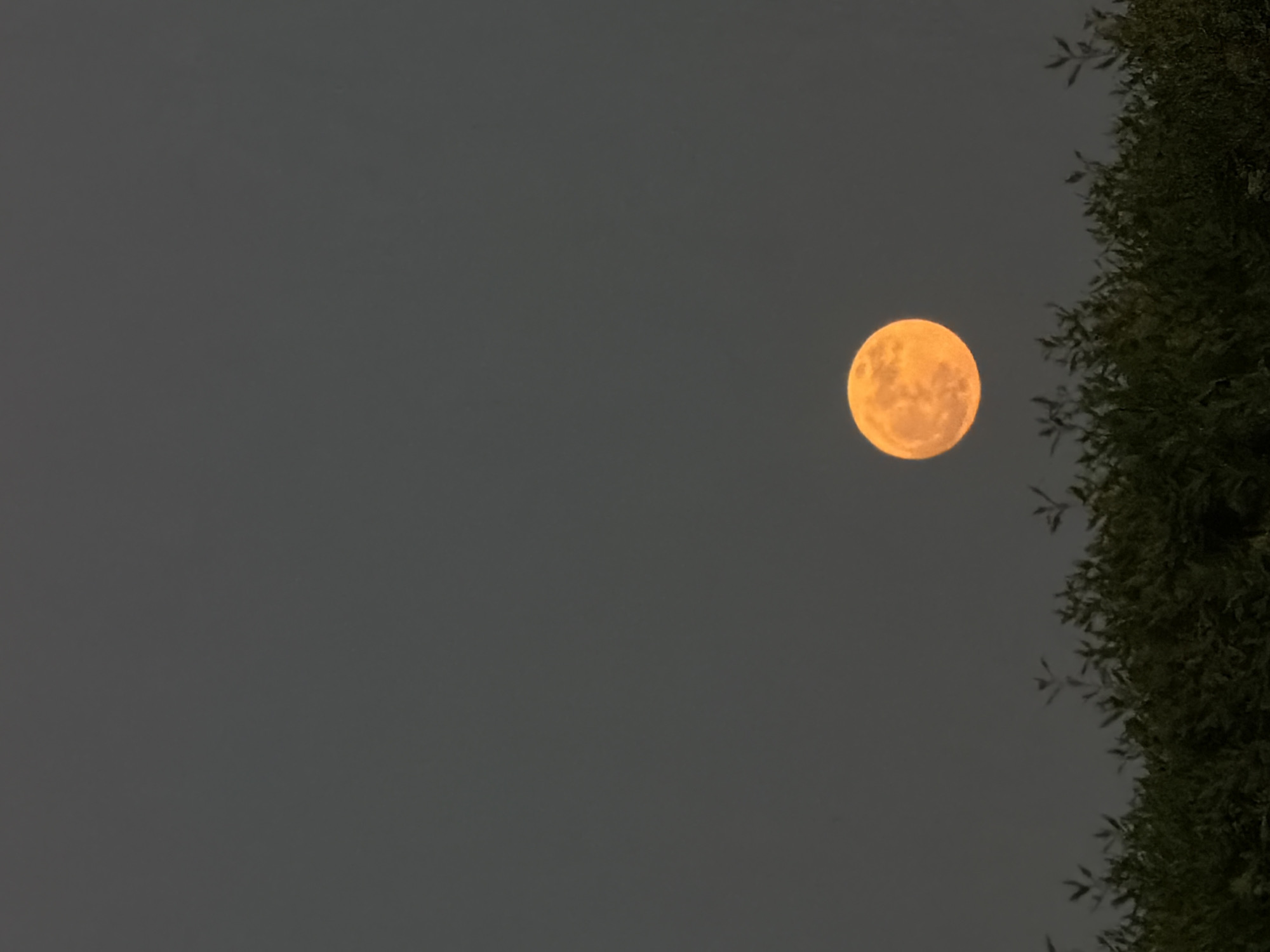 Dusk in Sharm El Sheikh: moon rise, palm streets, flame tree in bloom
