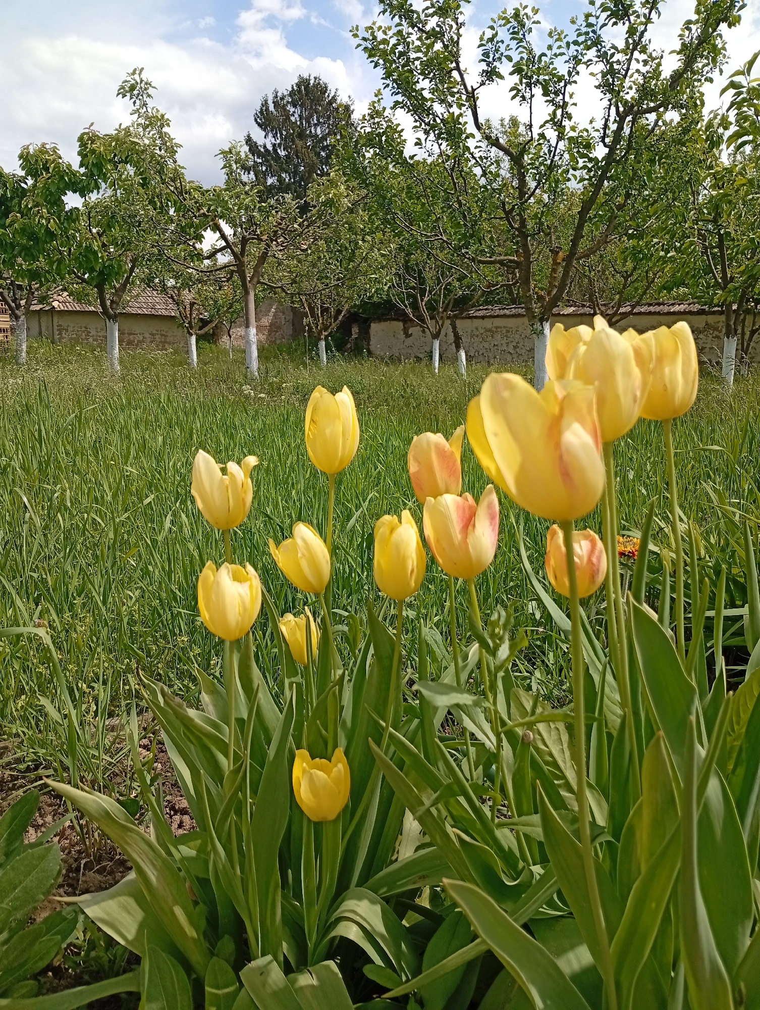 Spring blooms documented in Svetlen Bulgaria garden scenes