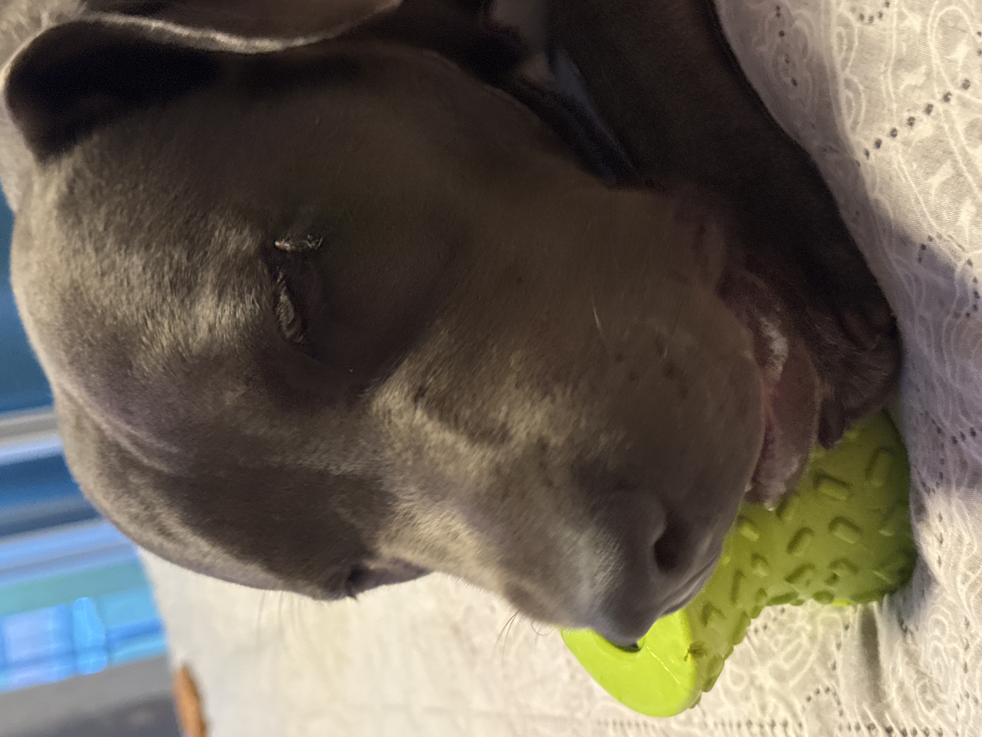 Pit bull spends a lazy afternoon with a green chew toy
