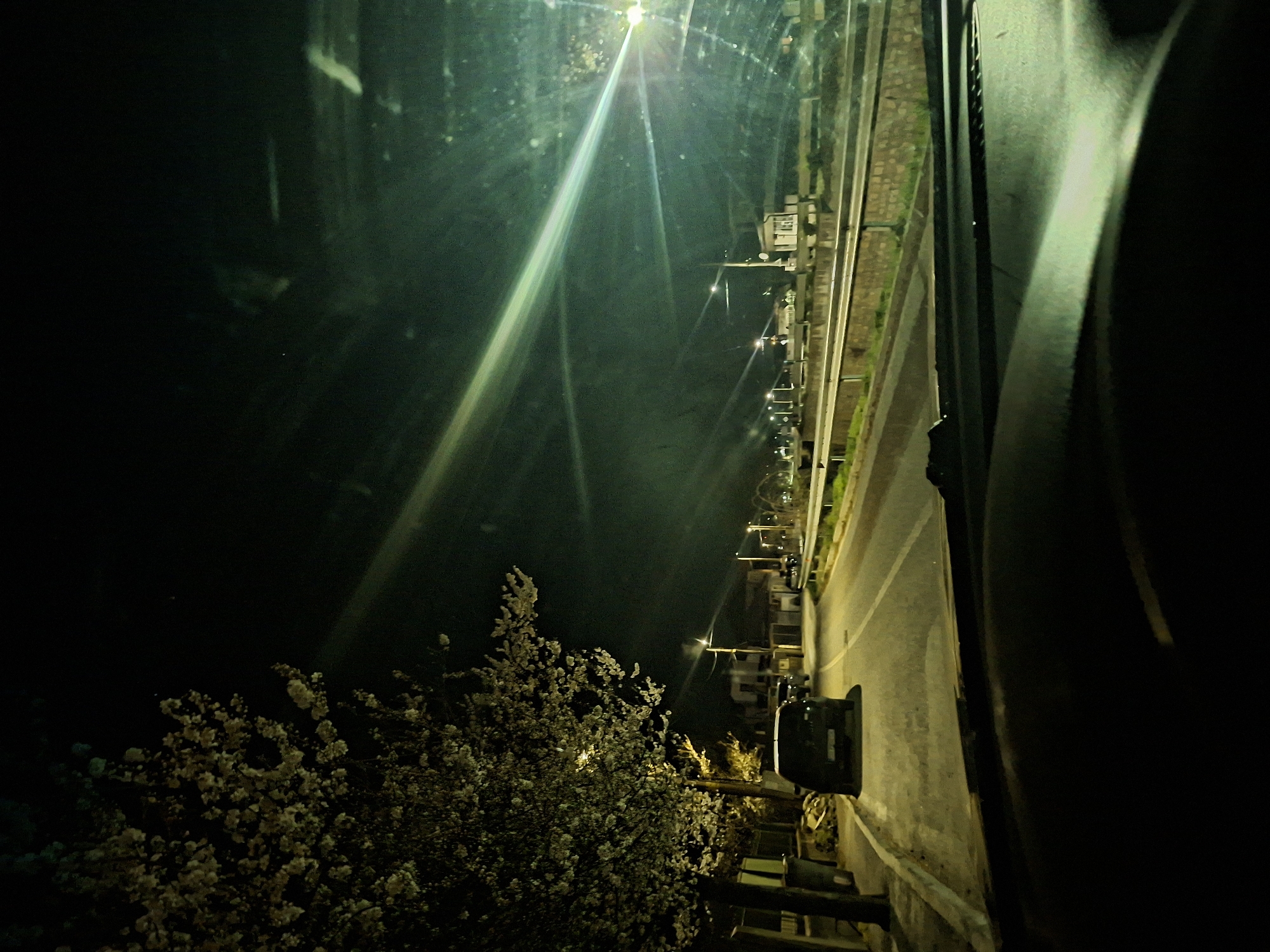 Nighttime urban view shows blooming white flowers from window