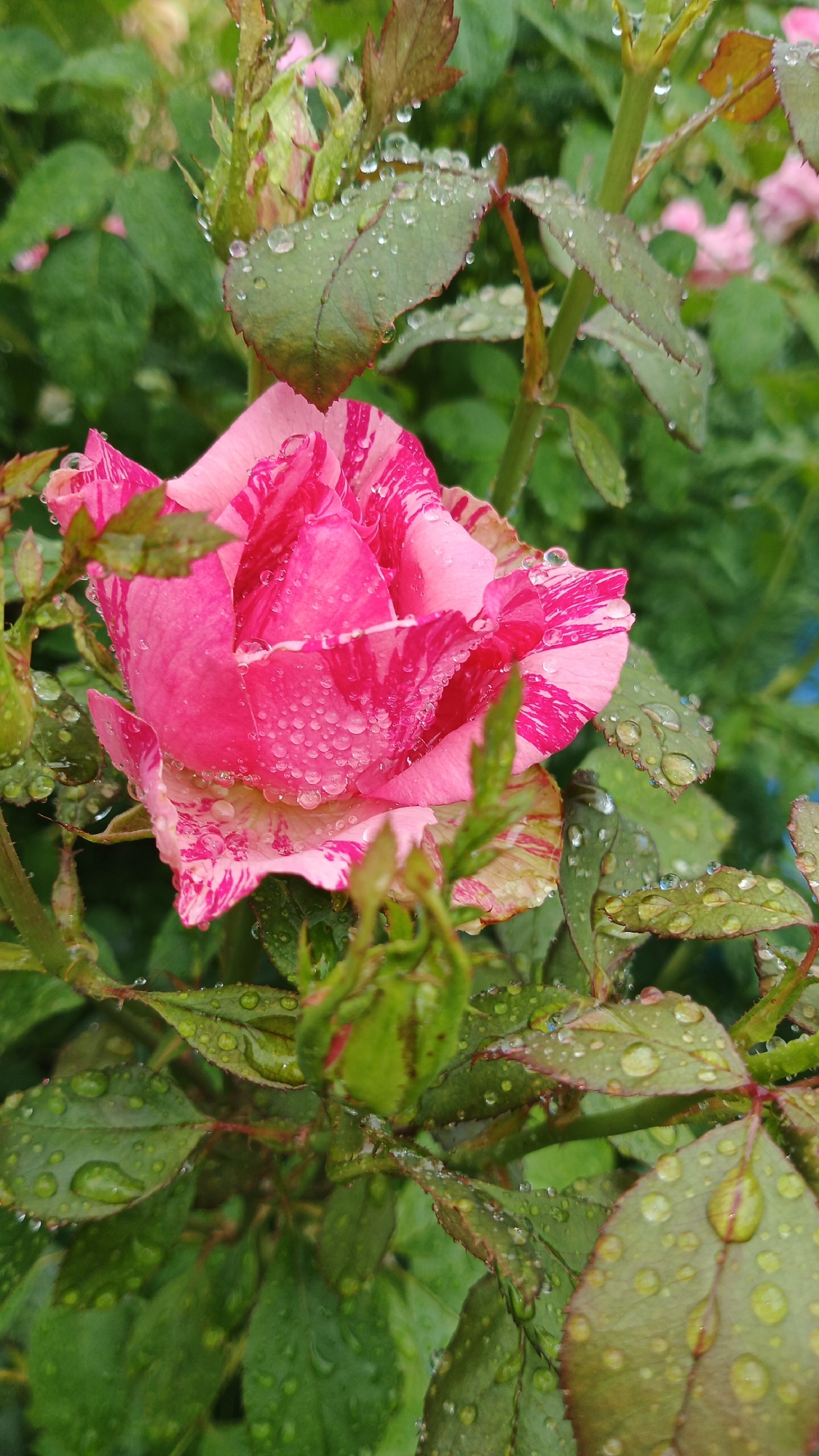 Rain-soaked roses in a Kryvyi Rih garden, mid-bloom.