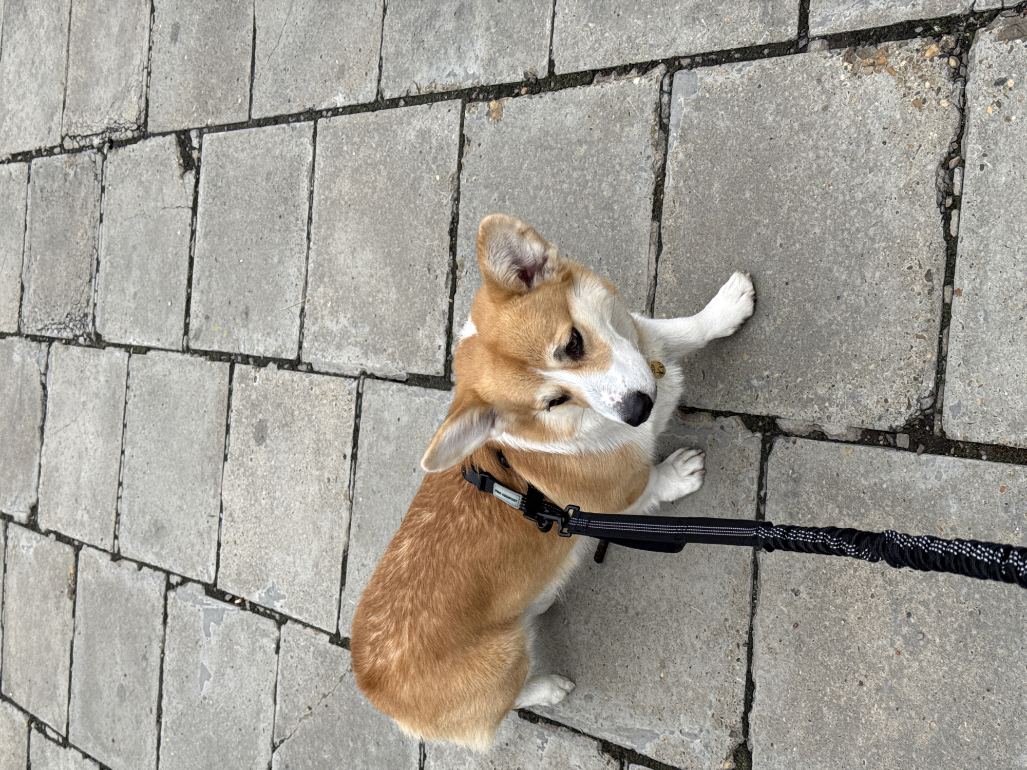 Corgi spotted on leash in Khilok, Russia