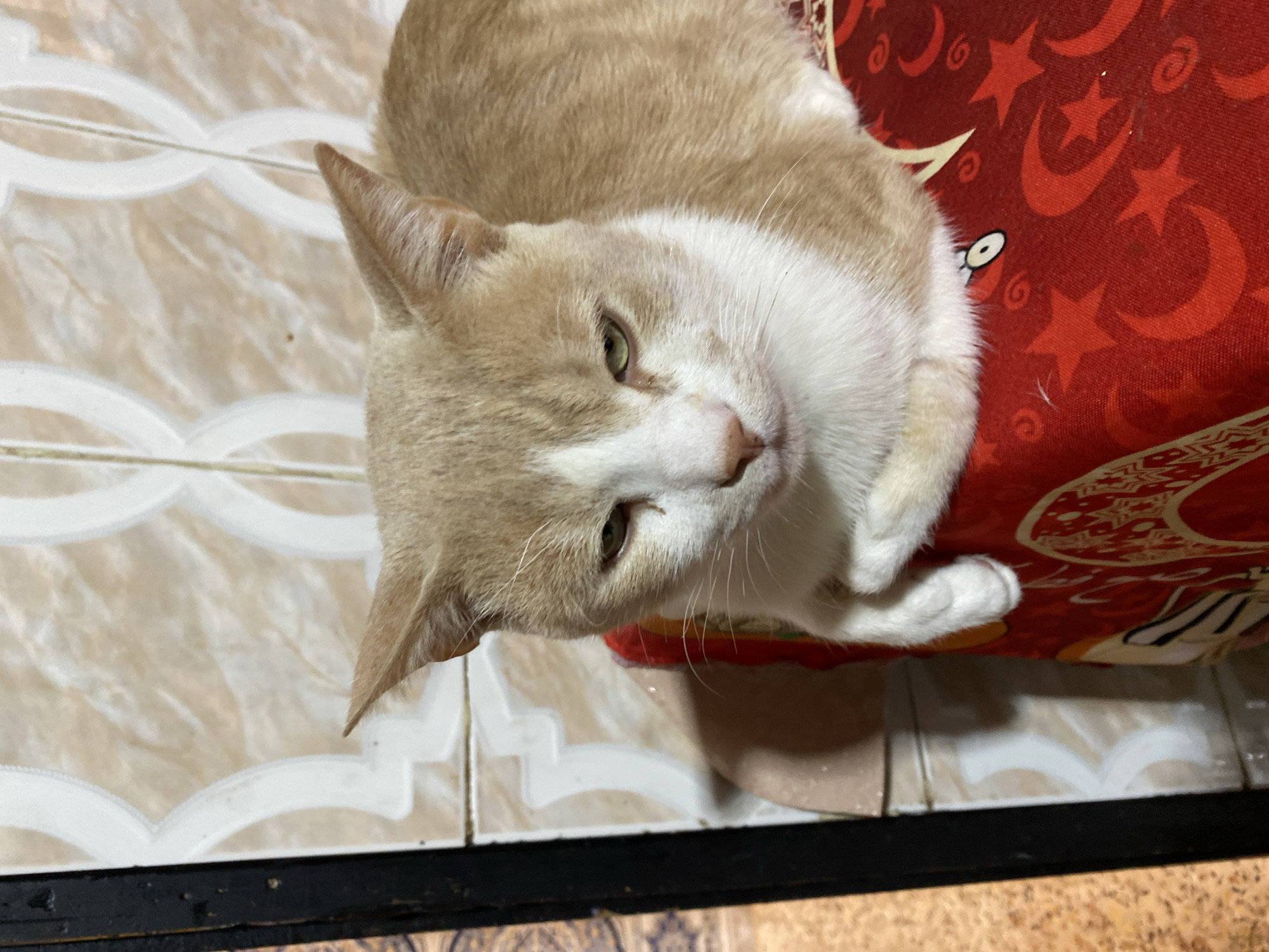 Cat rests on decorative cushion in Sidi Chahmi home