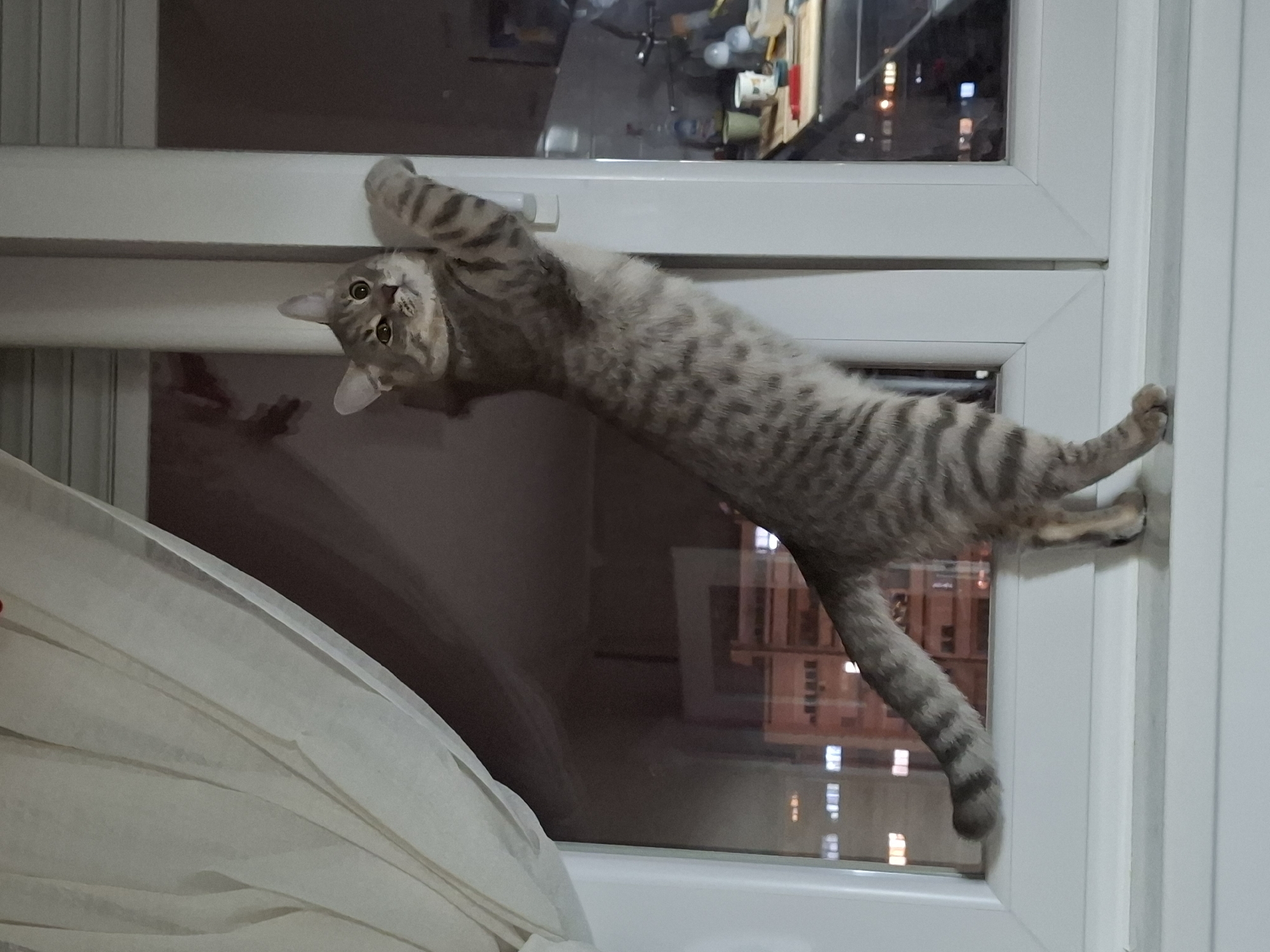 Tabby cat performs acrobatic window frame stunts in Novi Sad