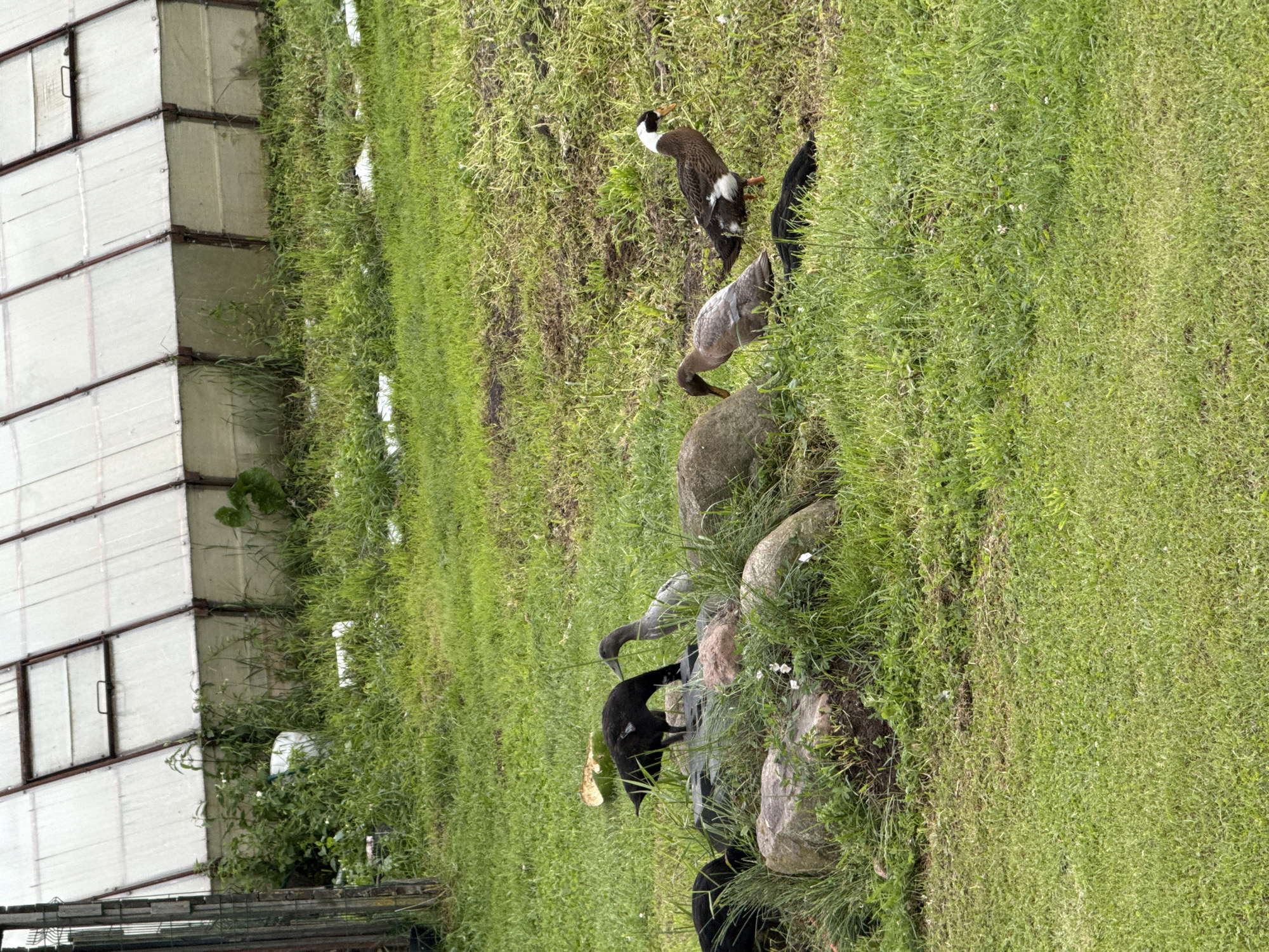 Ducks and ducklings roam a grassy yard in rural Lithuania