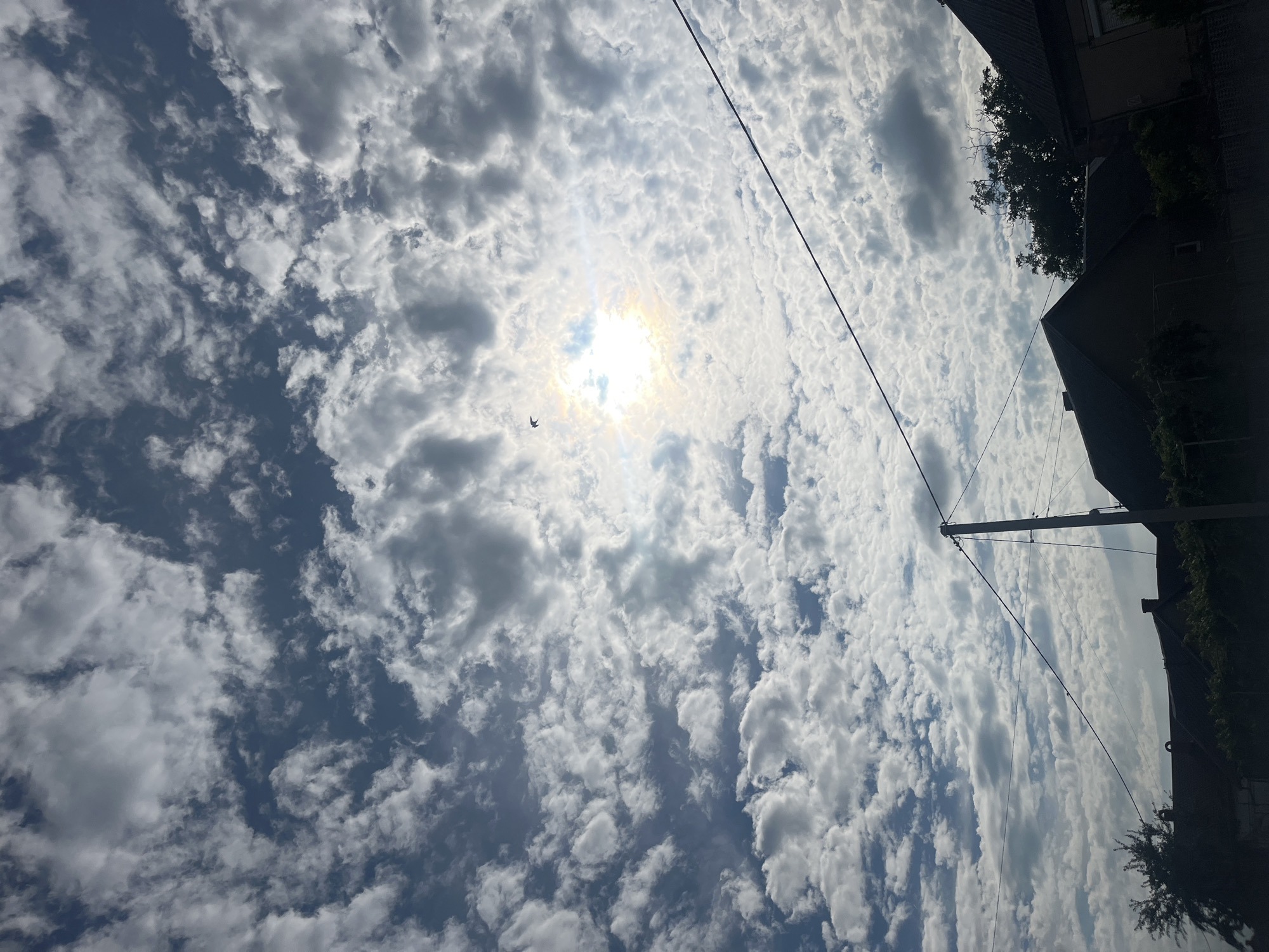 Spring afternoon captured in Tarnivtsi: cloudy skies, blooming poppy