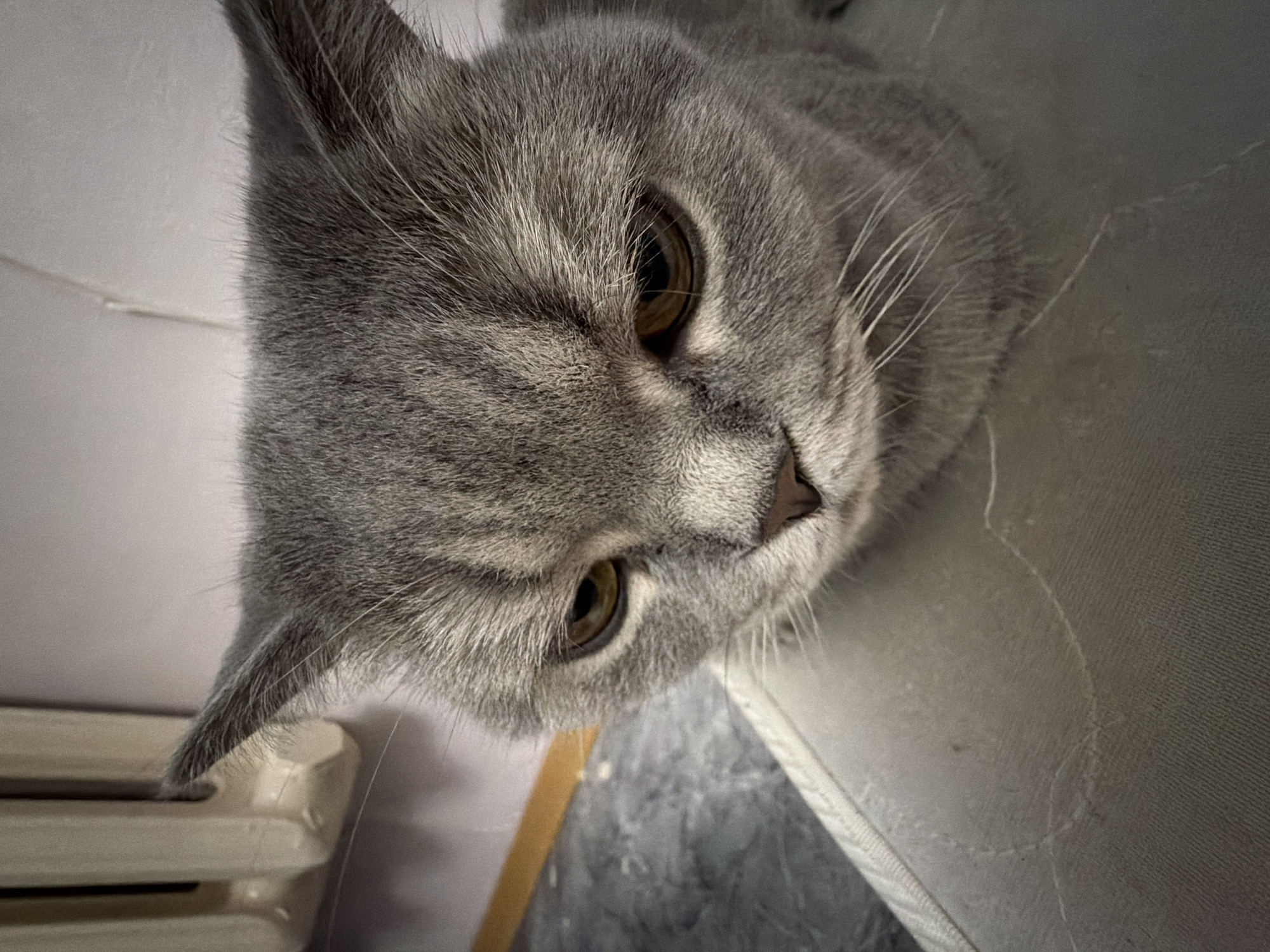 Grey British Shorthair cat photographed from every angle at home