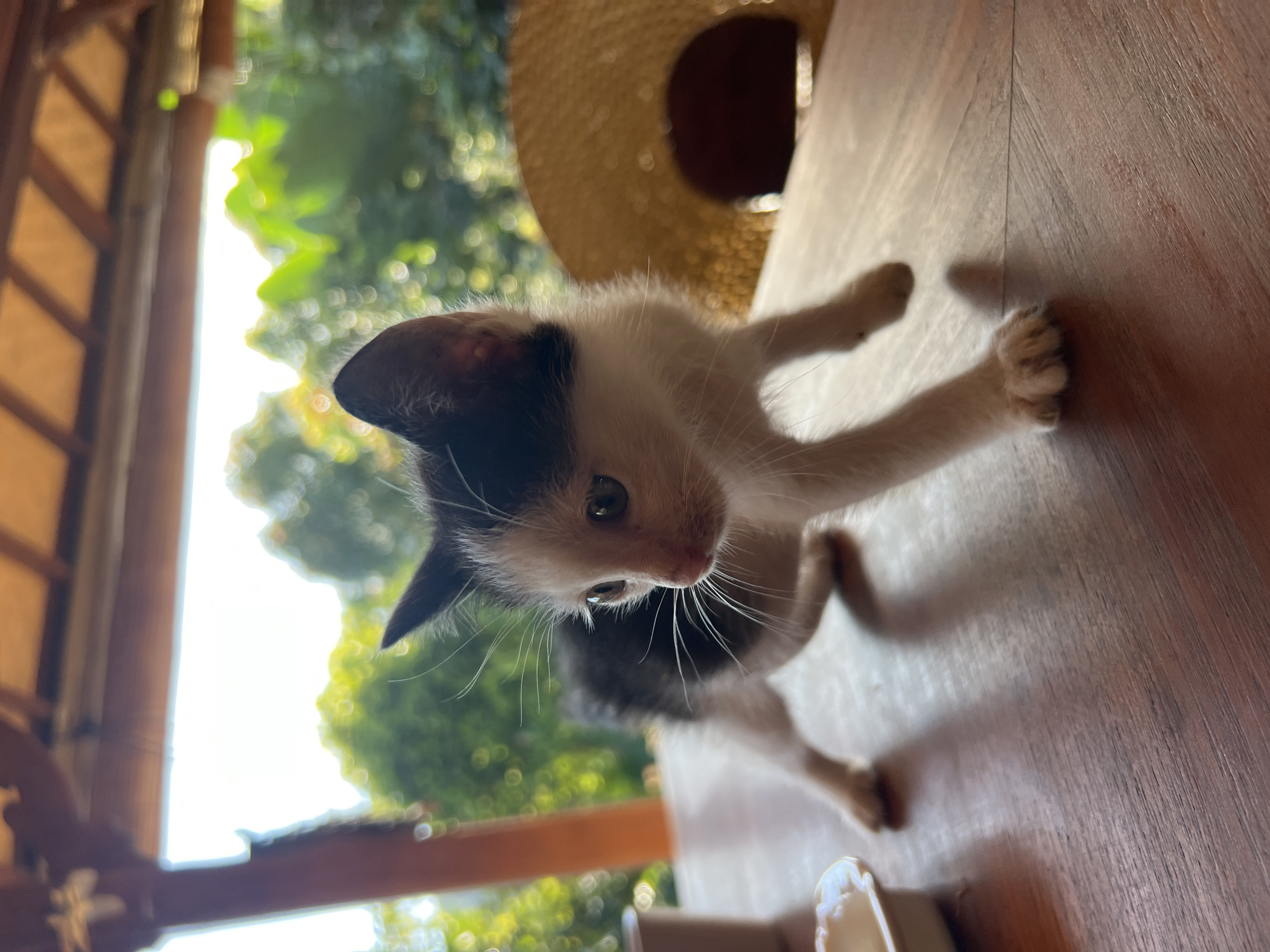 Woman feeds cats, kittens play in Pupuan outdoor space