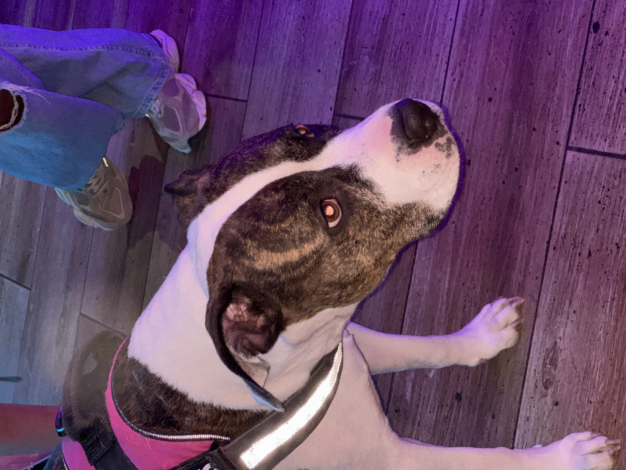 Dog in pink harness rests indoors in Barcelona