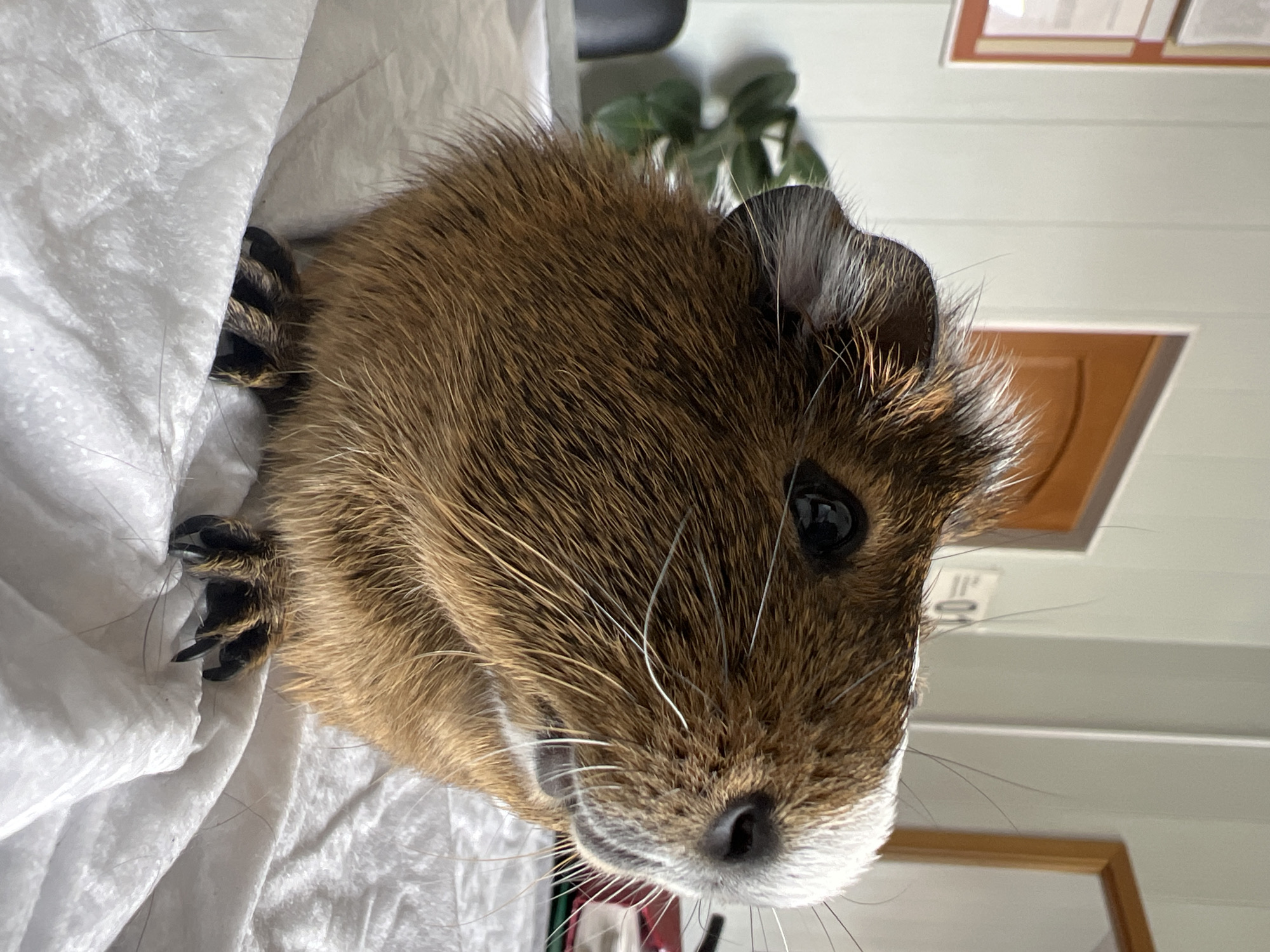 Alert guinea pig resting on a white surface in Lipetsk