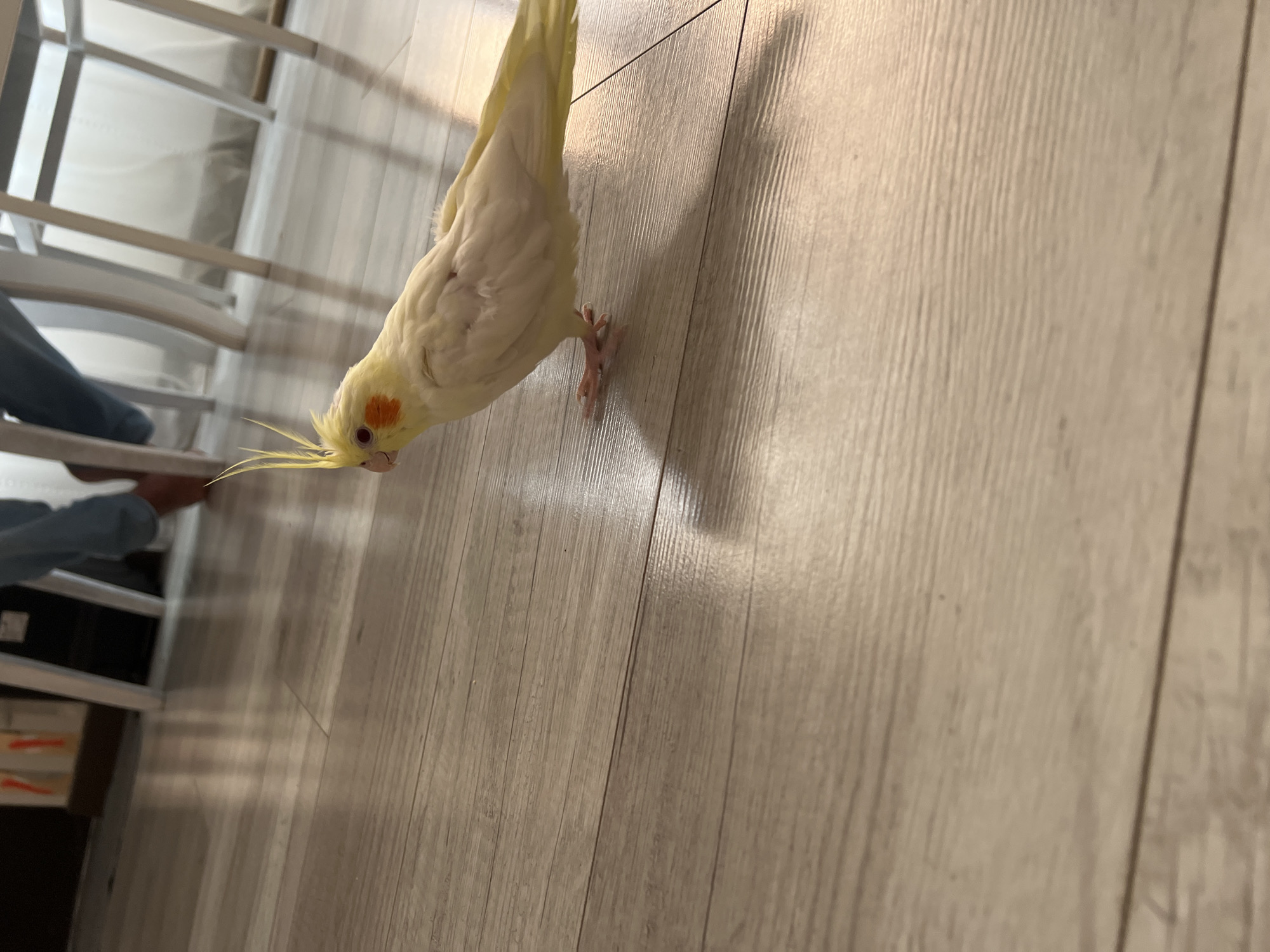 Cockatiel hangs out at home in Bataysk, Russia