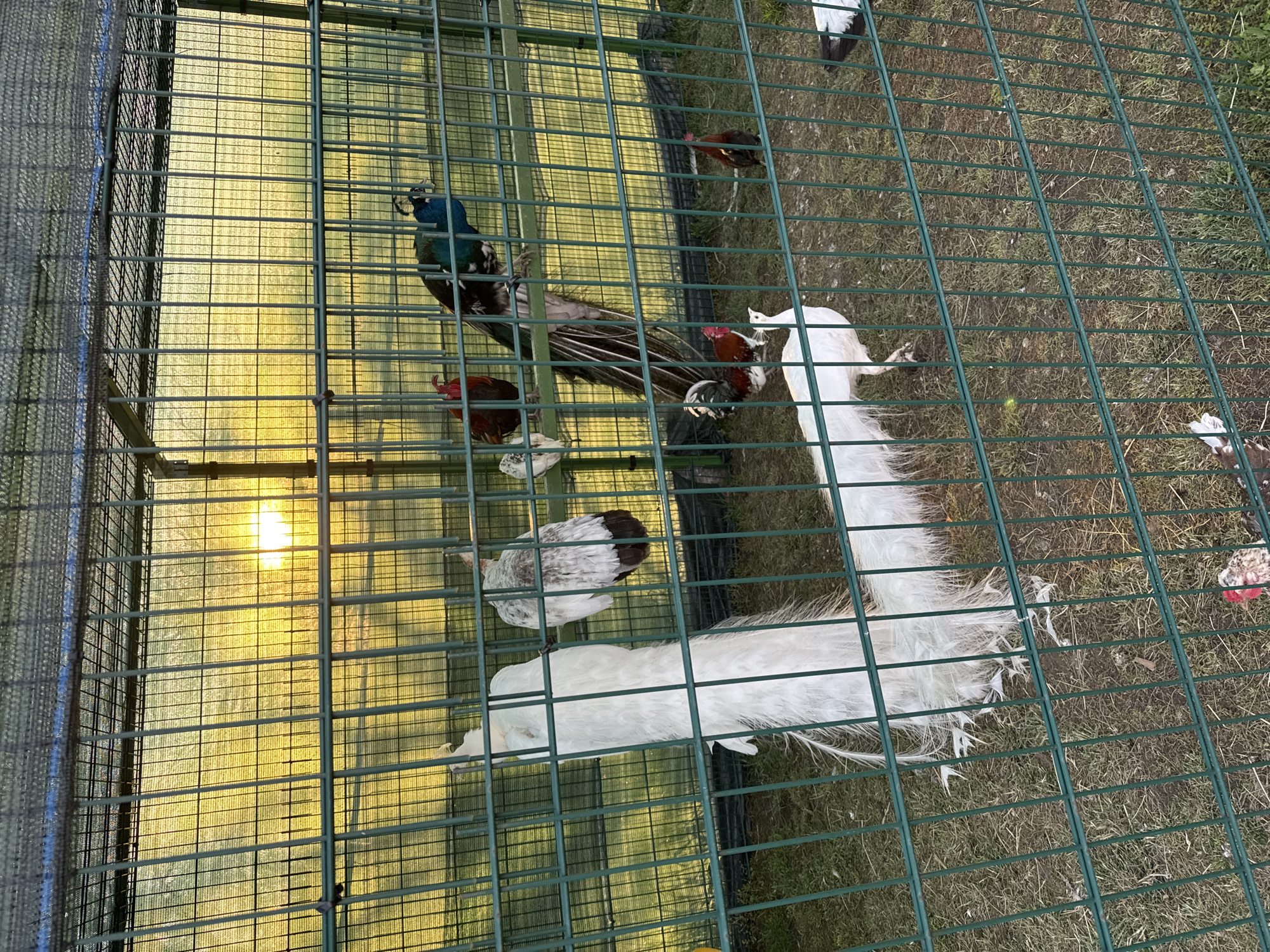 Birds observed in outdoor aviary enclosure in Markovo, Bulgaria