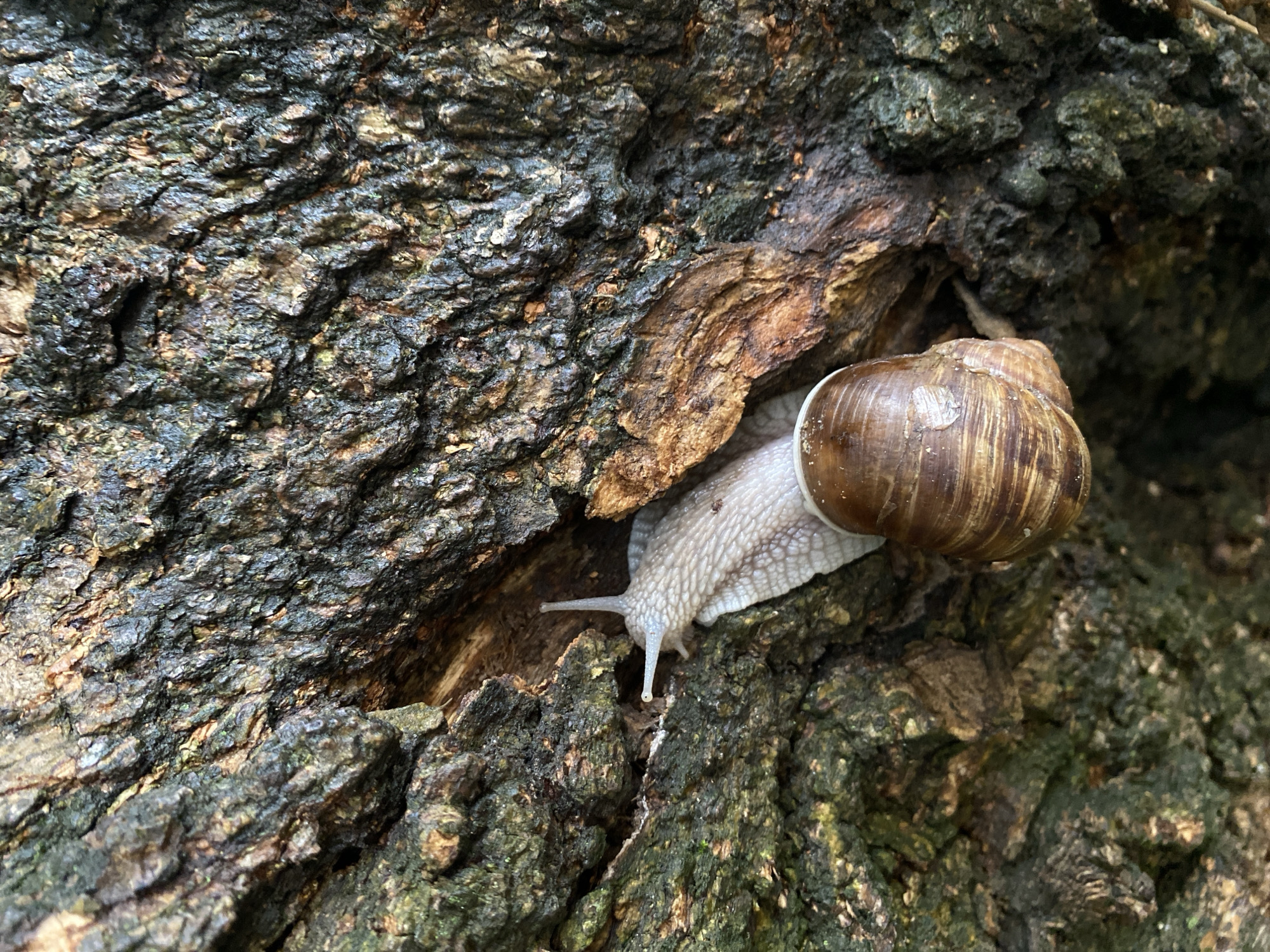 Snails, ladybugs, and flowers in a backyard close-up session
