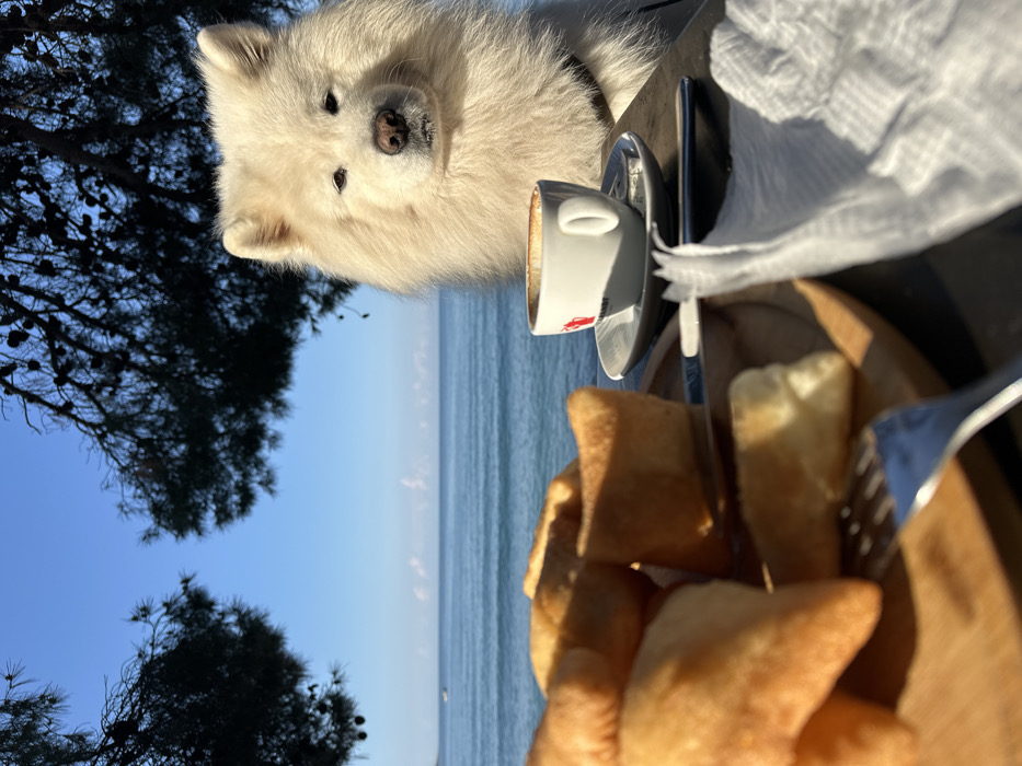 Morning pet interactions documented during beach breakfast in Montenegro