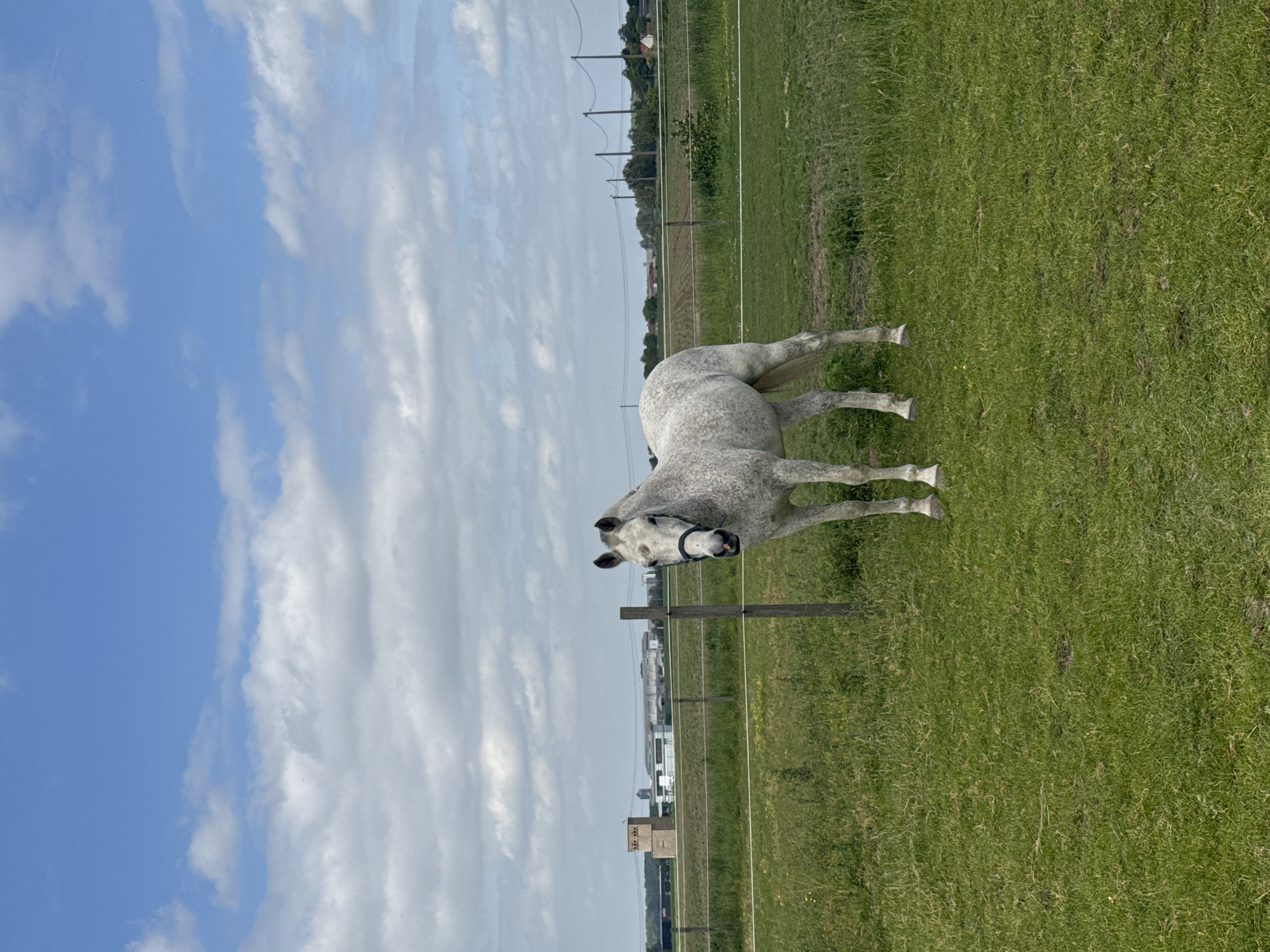 Spotted horse observed in field, Estaimpuis Belgium