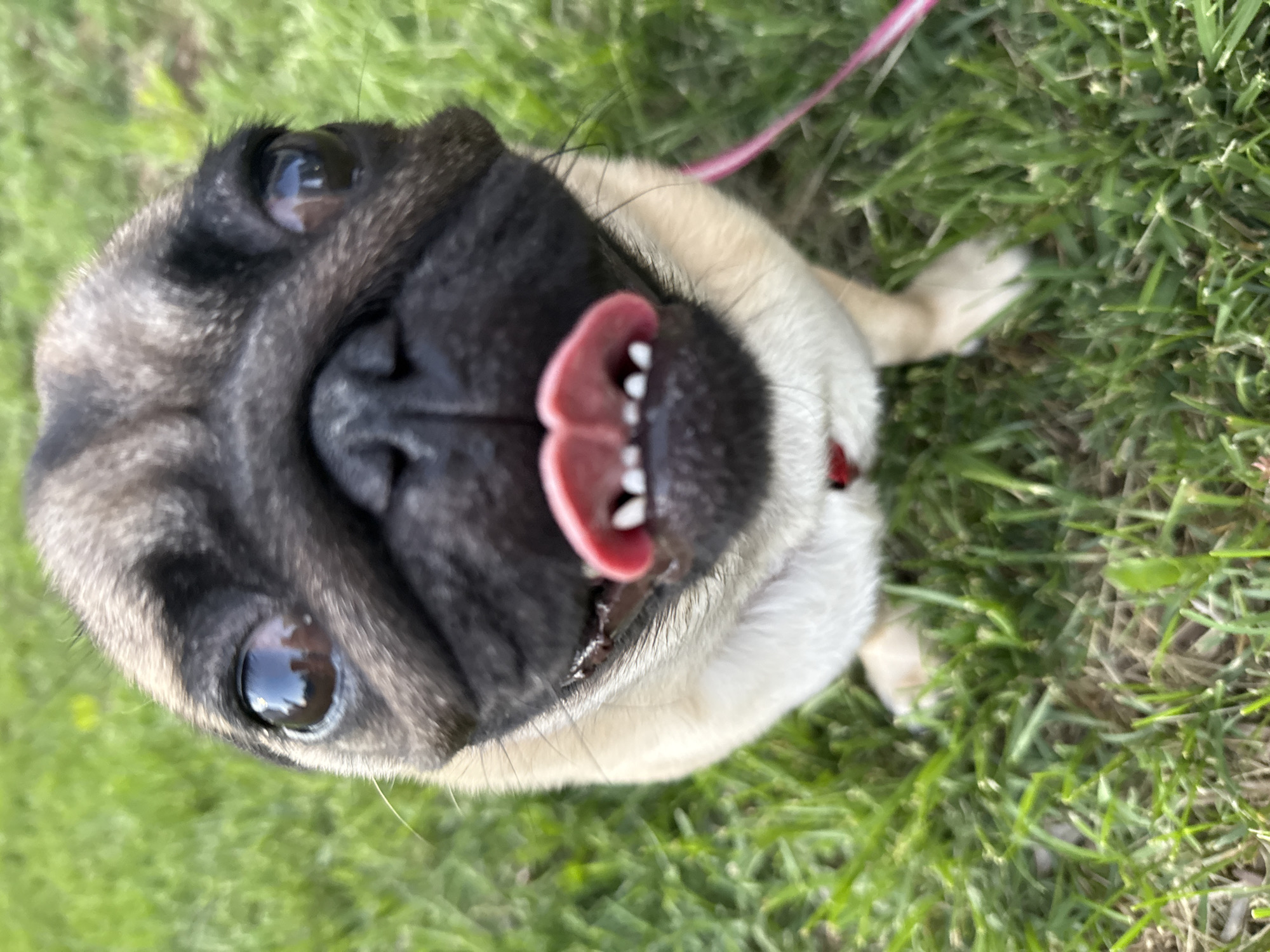 Pug outing: lawn time, close-ups, and a few selfies