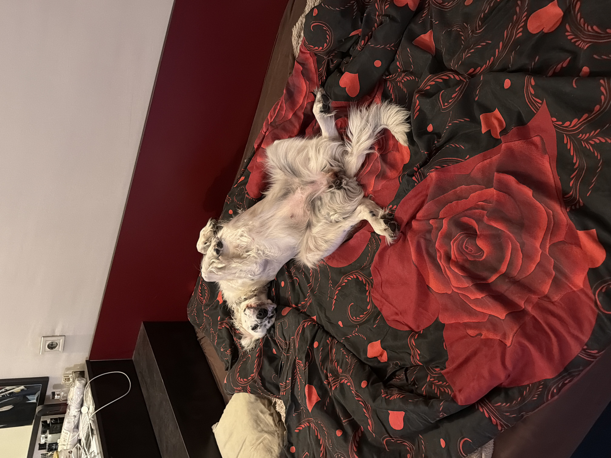 Dog rests on patterned bed in Bulgarian home