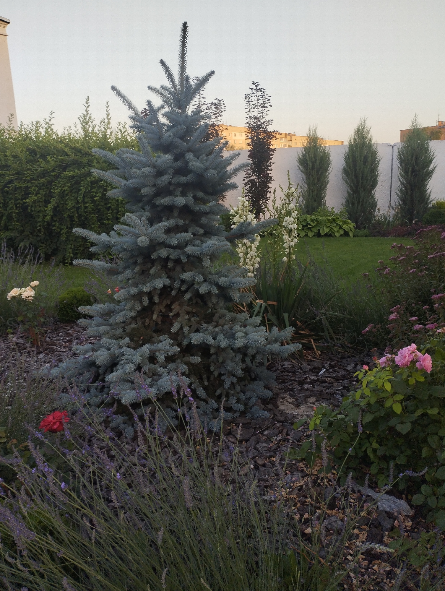 Close-up tour of a tidy garden's trees, shrubs, and blooms