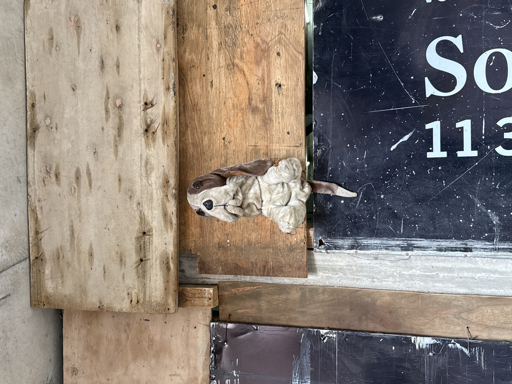 Plush toy dog spotted on wooden wall in Buenos Aires