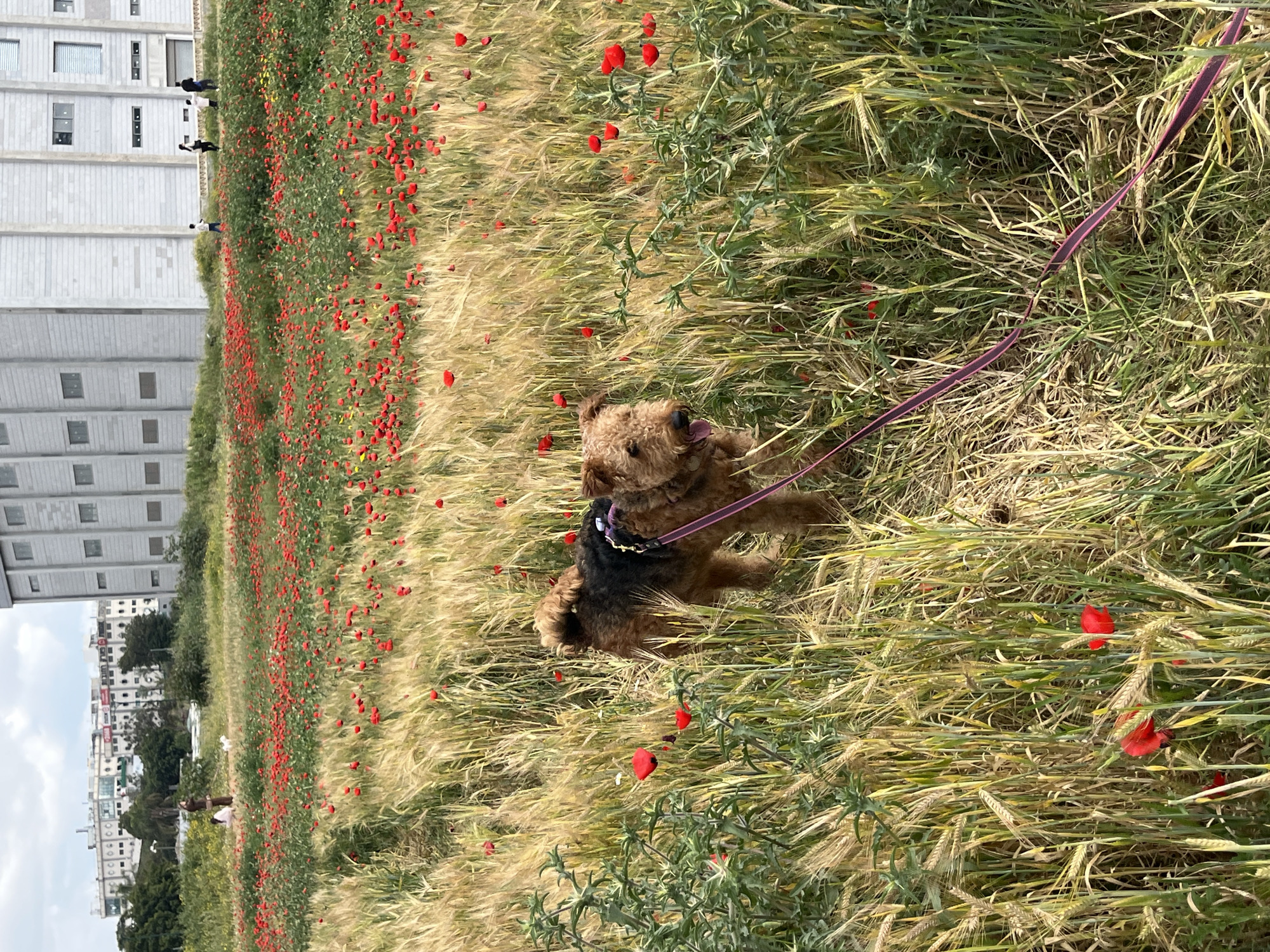 Dog enjoys spring walk through poppy field in Rehovot
