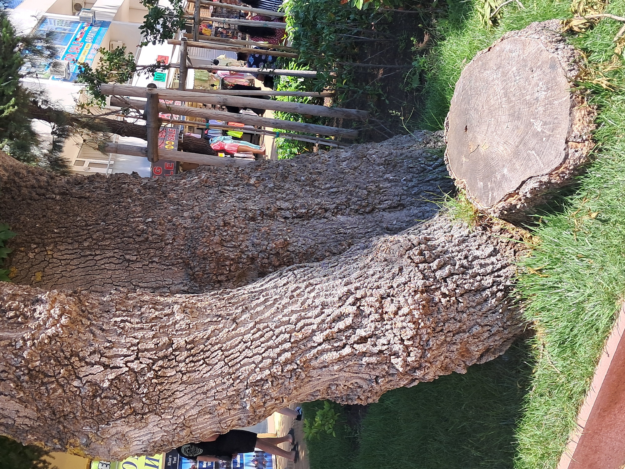 Garden botanical survey documented in Nesebar, Bulgaria