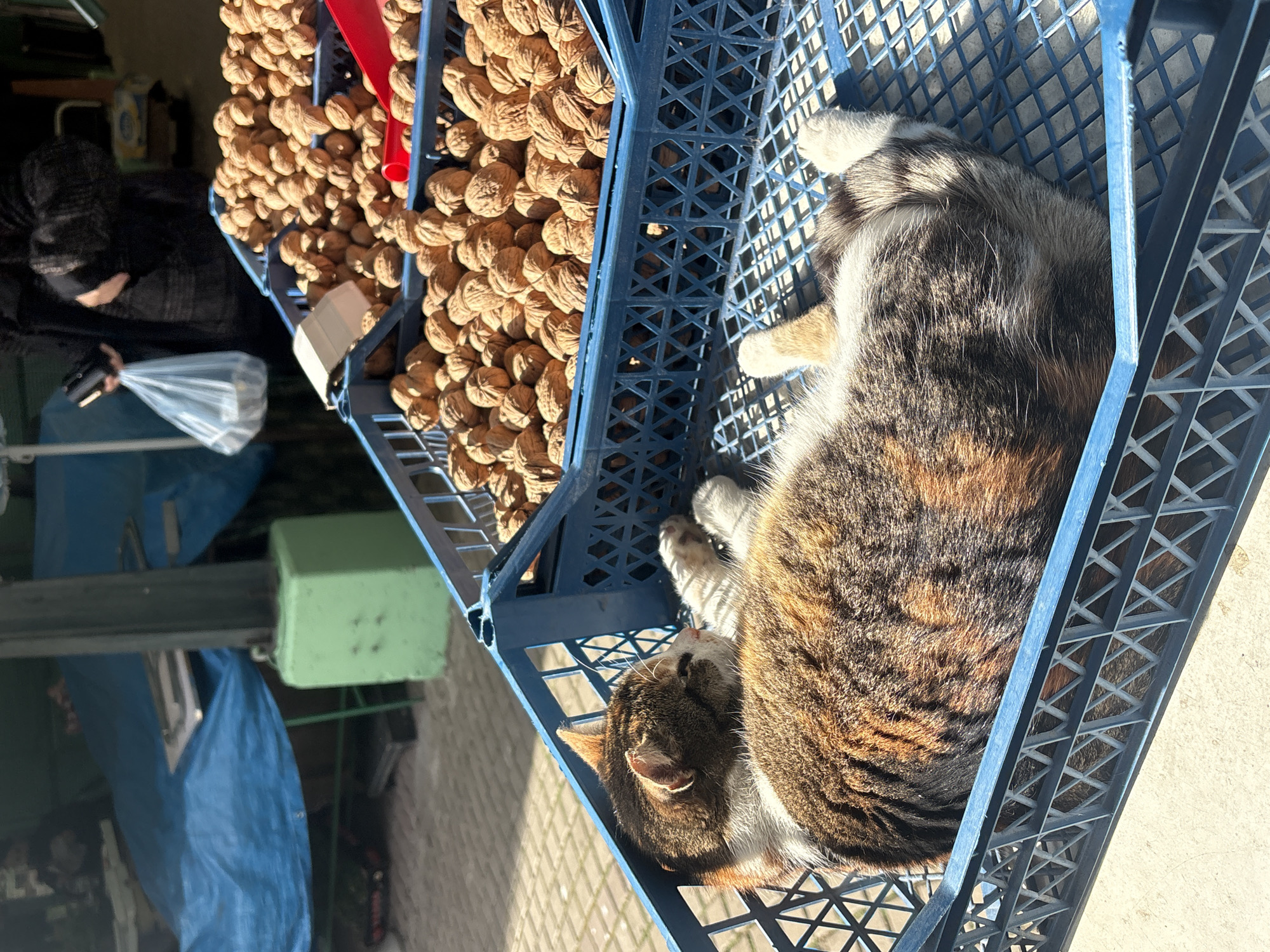 Calico cat spotted napping around Burgas market area