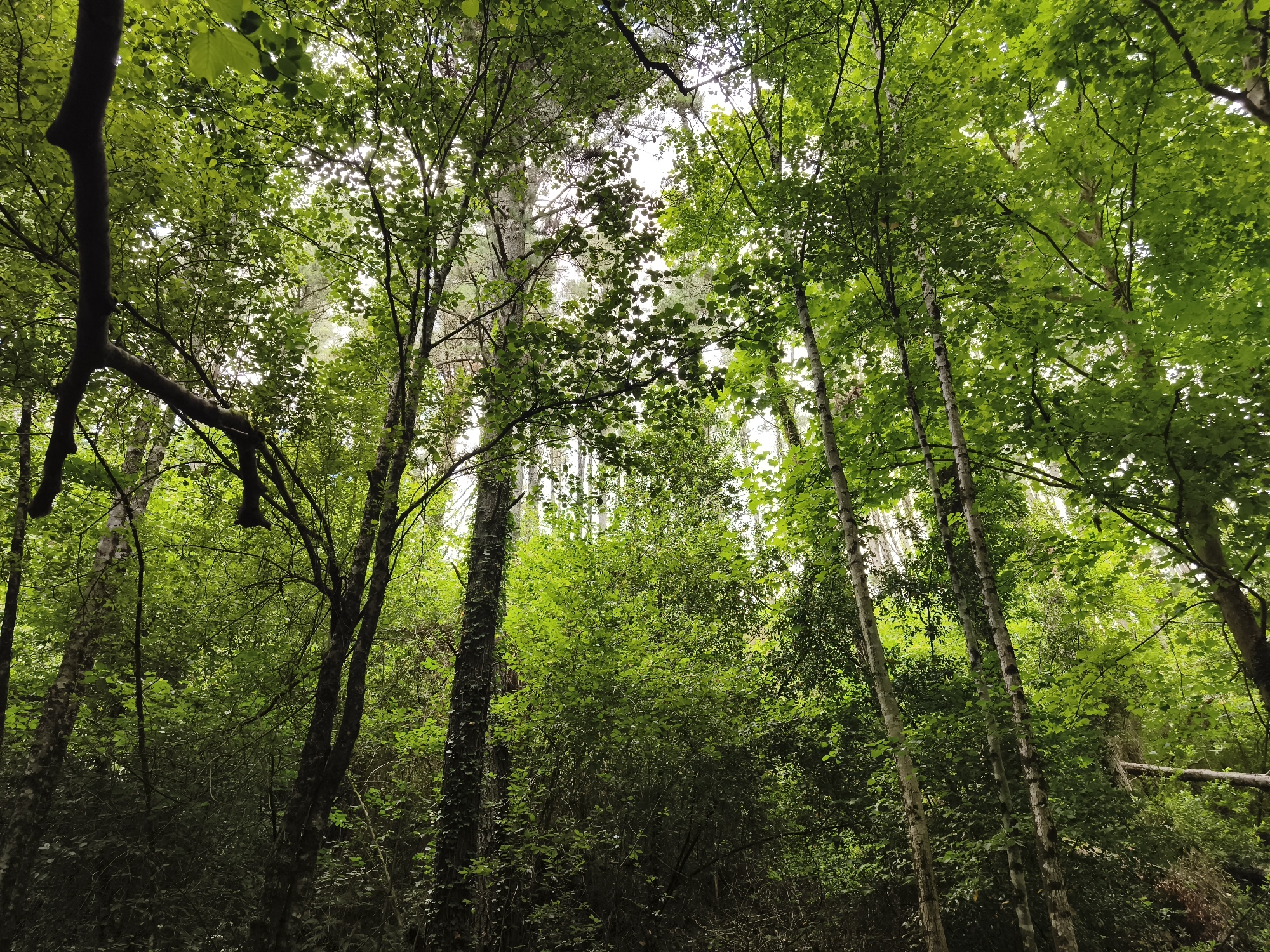 Forest stream and trail in the Basque hills, midsummer