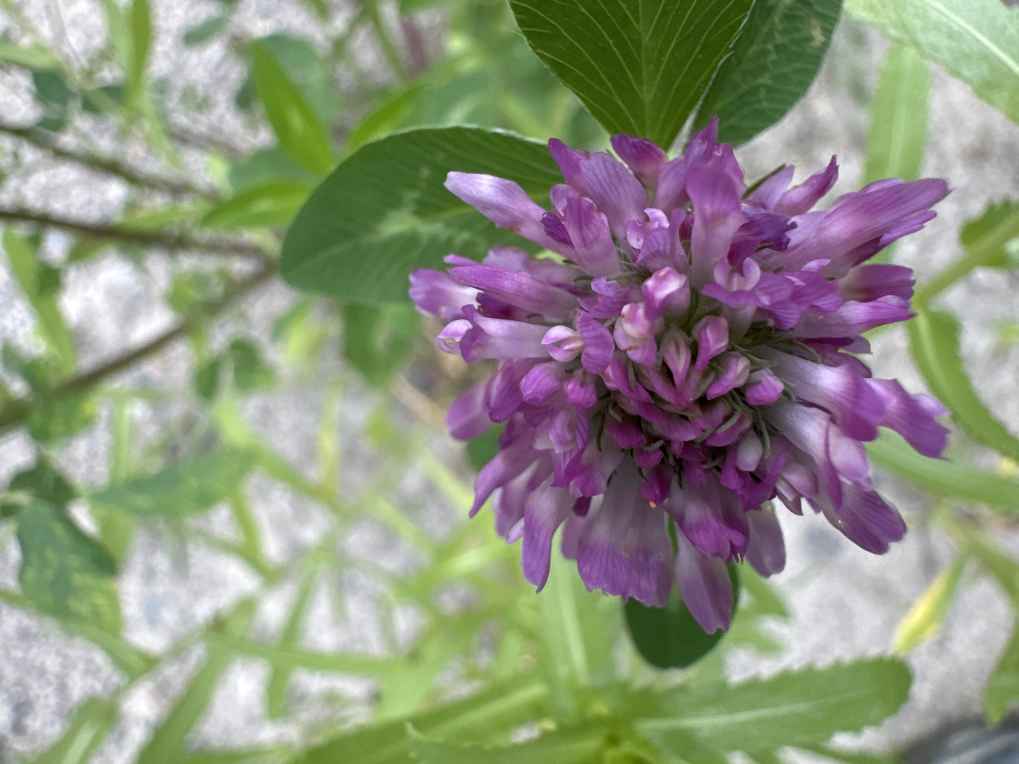 Wildflowers up close in a Chișinău green space