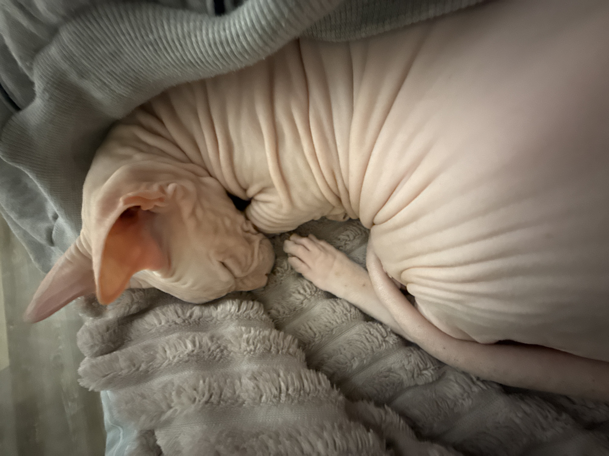 Sphynx cat naps captured in Krasnoyarsk home setting