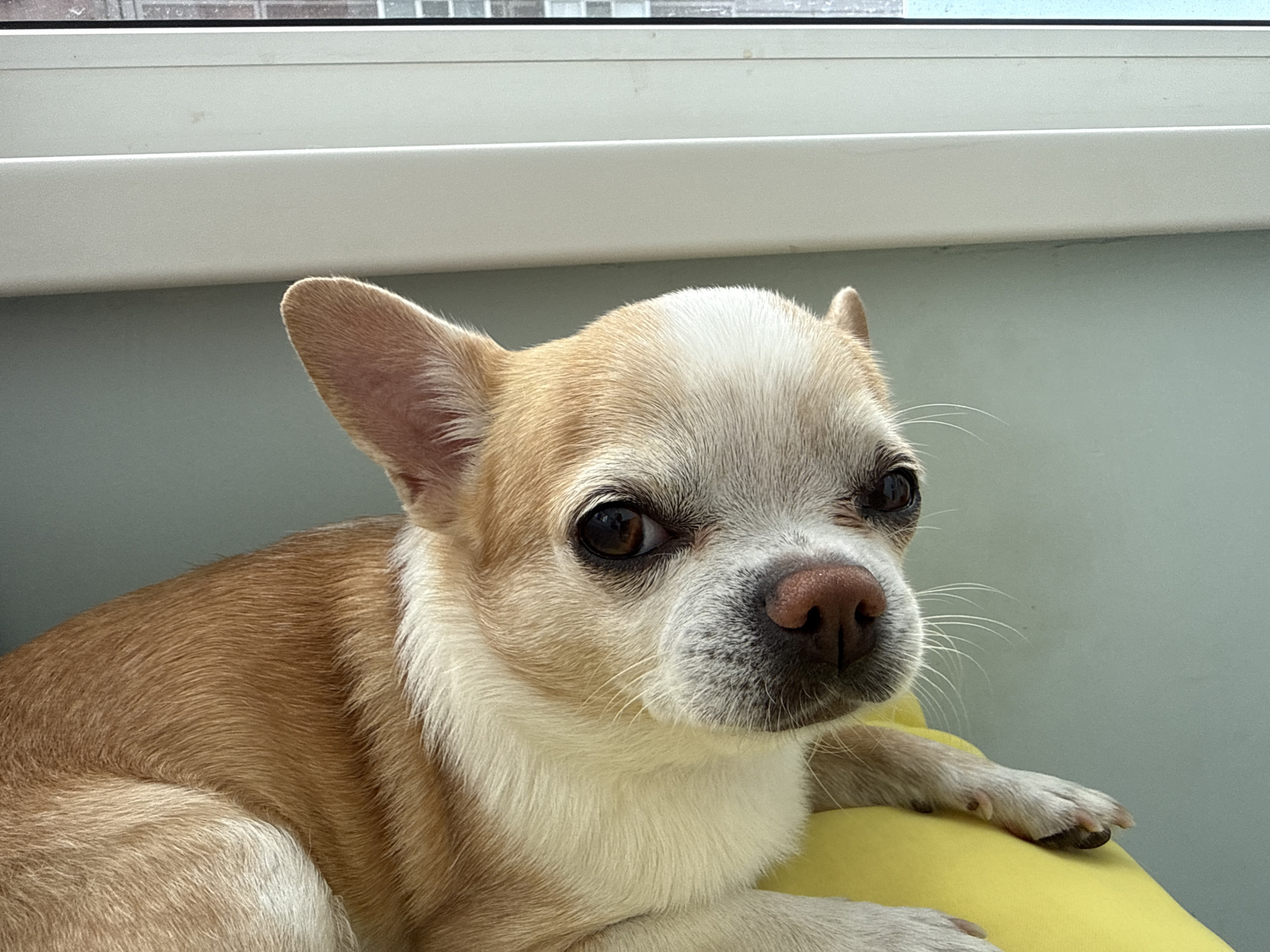 Chihuahua rests on yellow pillow in Rostov-on-Don apartment