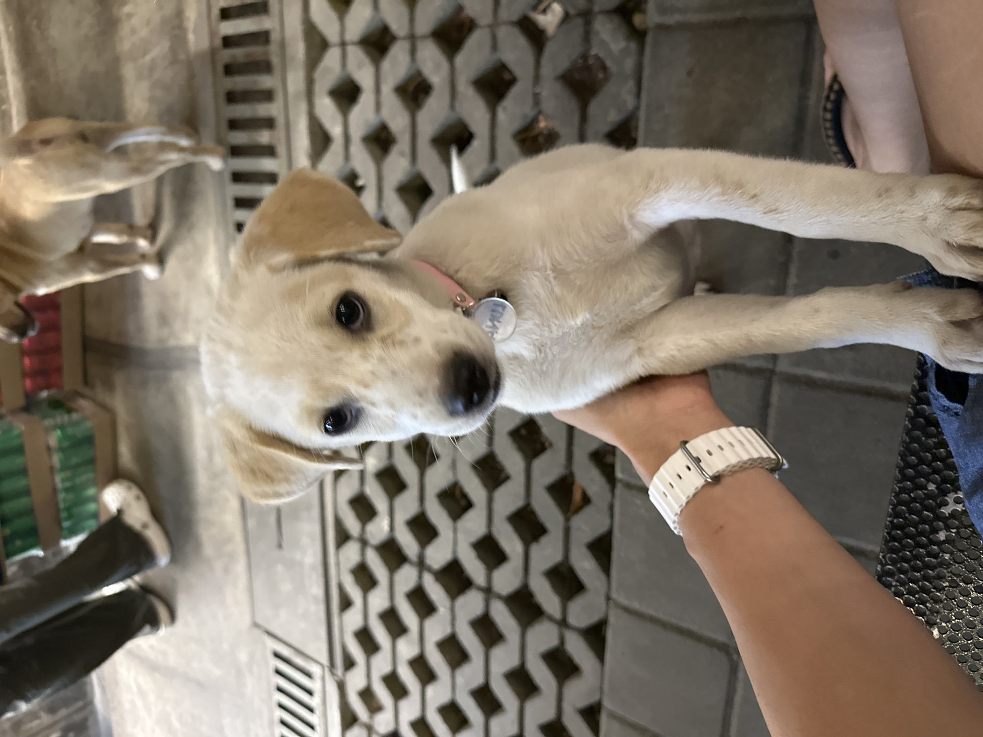 Two puppies exploring a Bali cowork-café complex at night