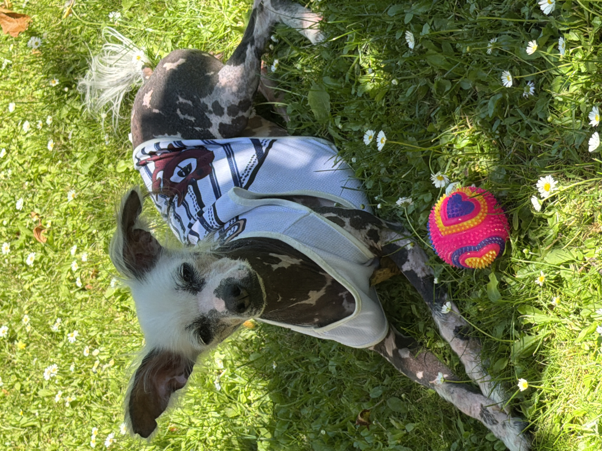 Two dogs play and lounge in a daisy-filled backyard
