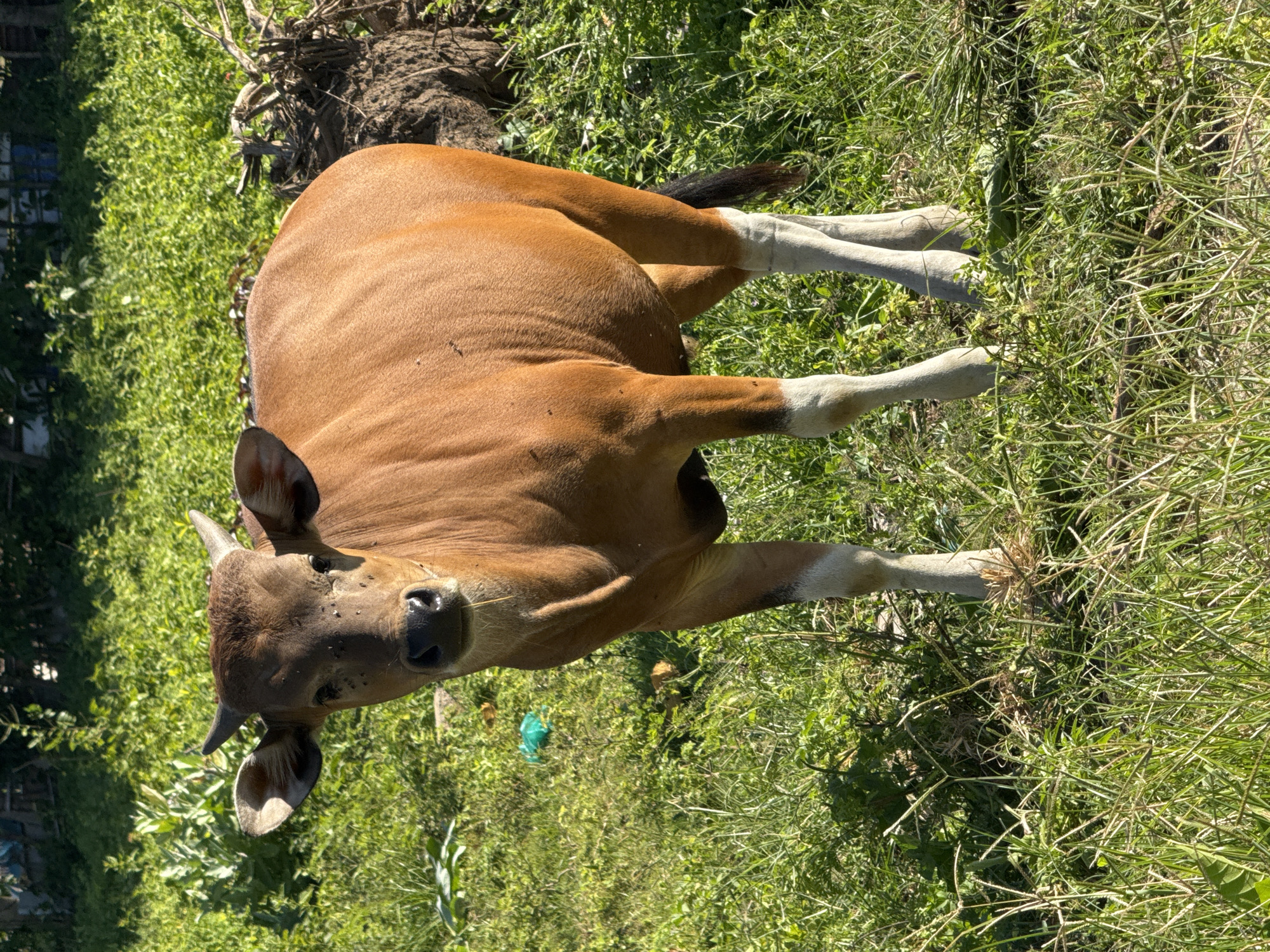 Cattle graze in sunlit field in Kuta, Indonesia