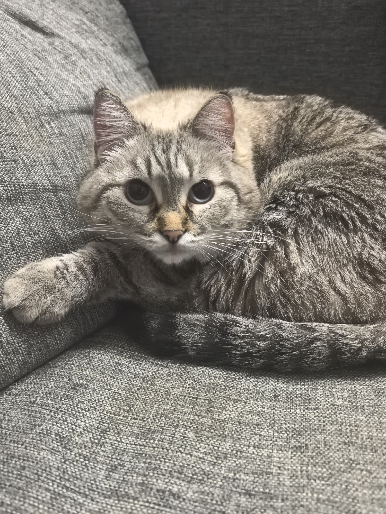 Lazy afternoon at home: a cat, a game, and a desk setup