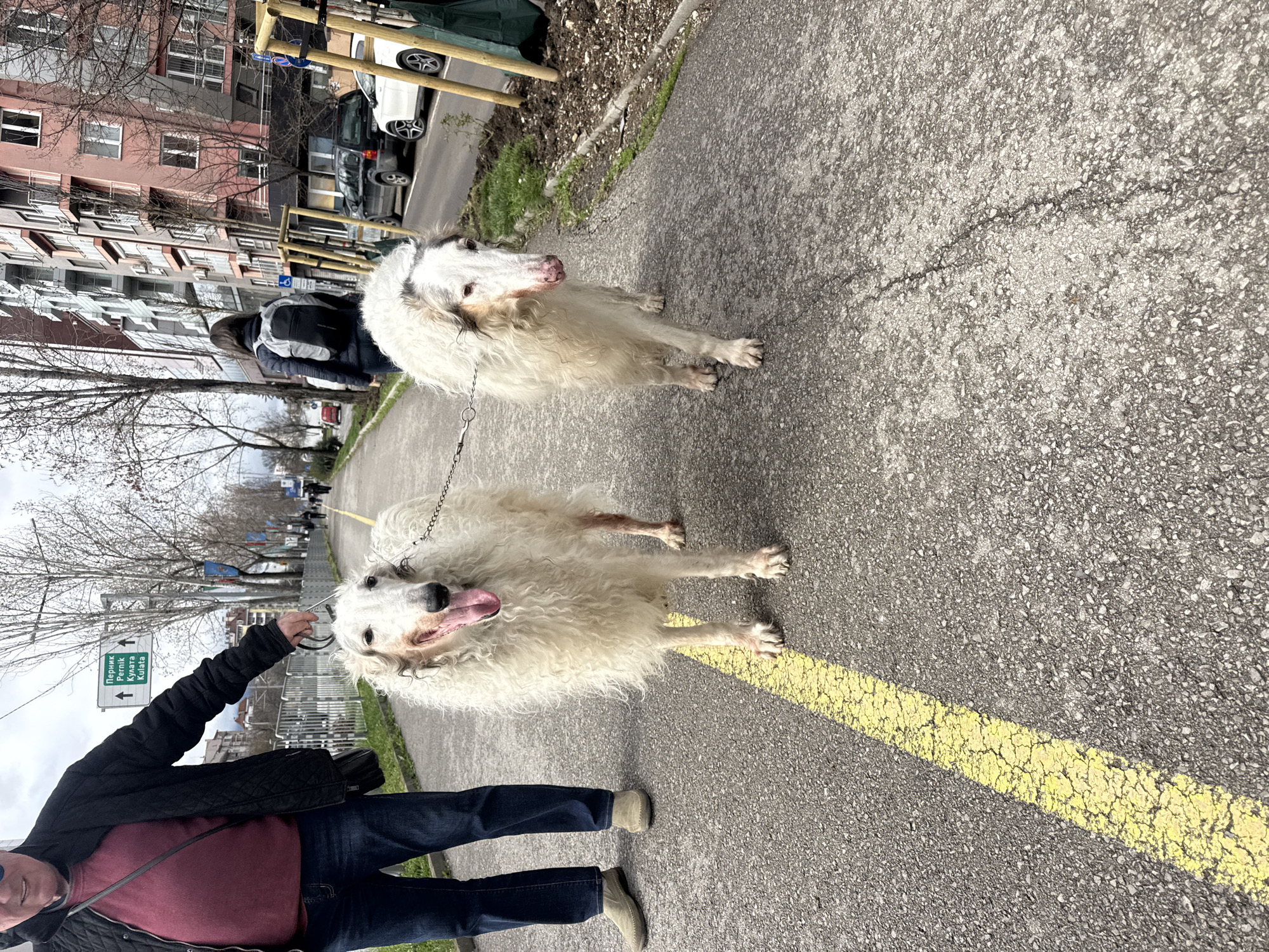 Man walks two white dogs on Sofia sidewalk