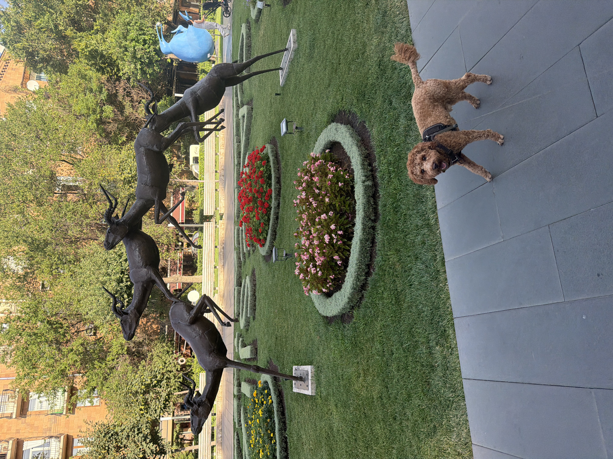 Poodle tours the sculpture garden at Kafesjian Center for the Arts