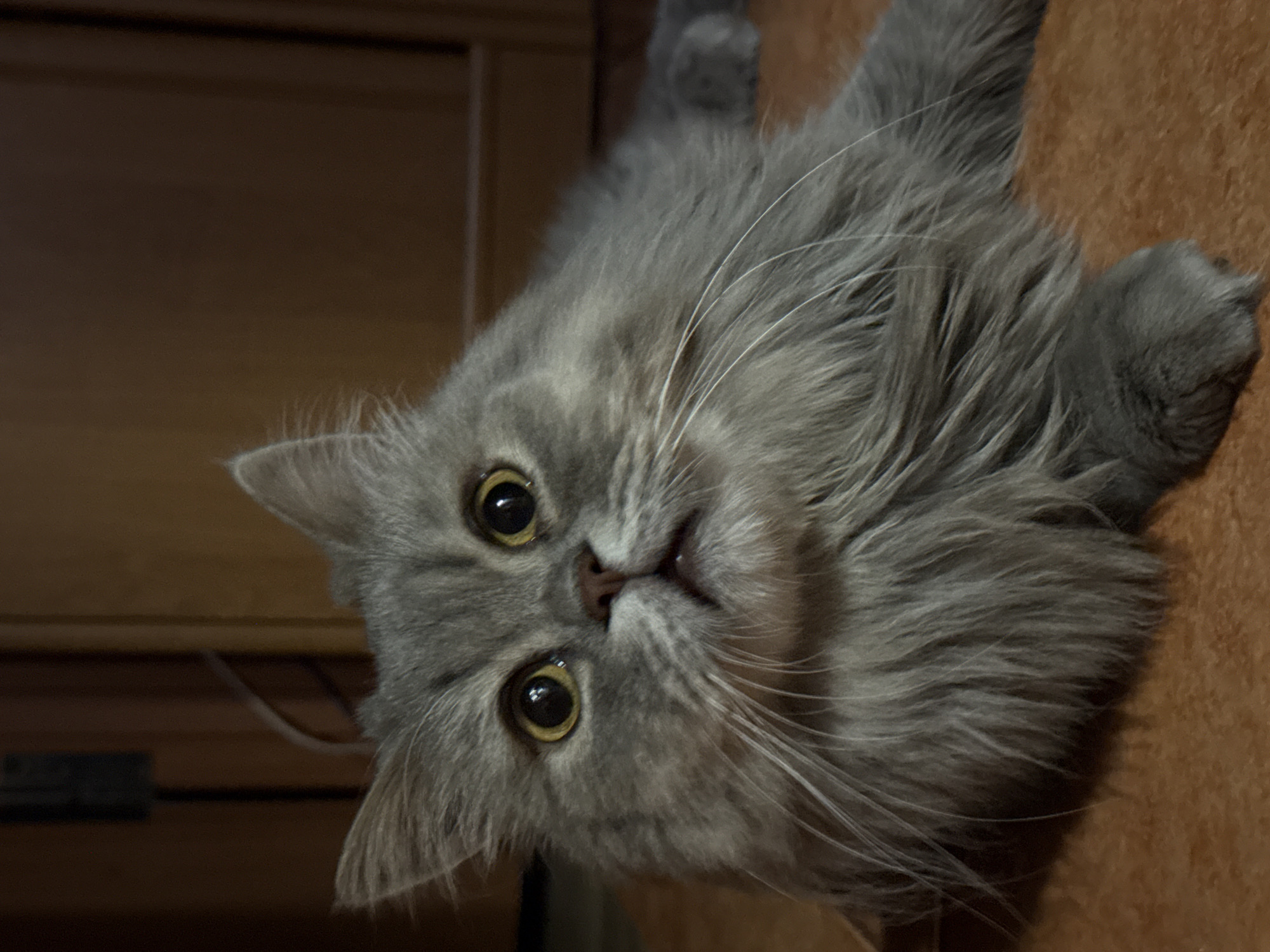 Grey cat investigates a tiny block-built cat lookalike