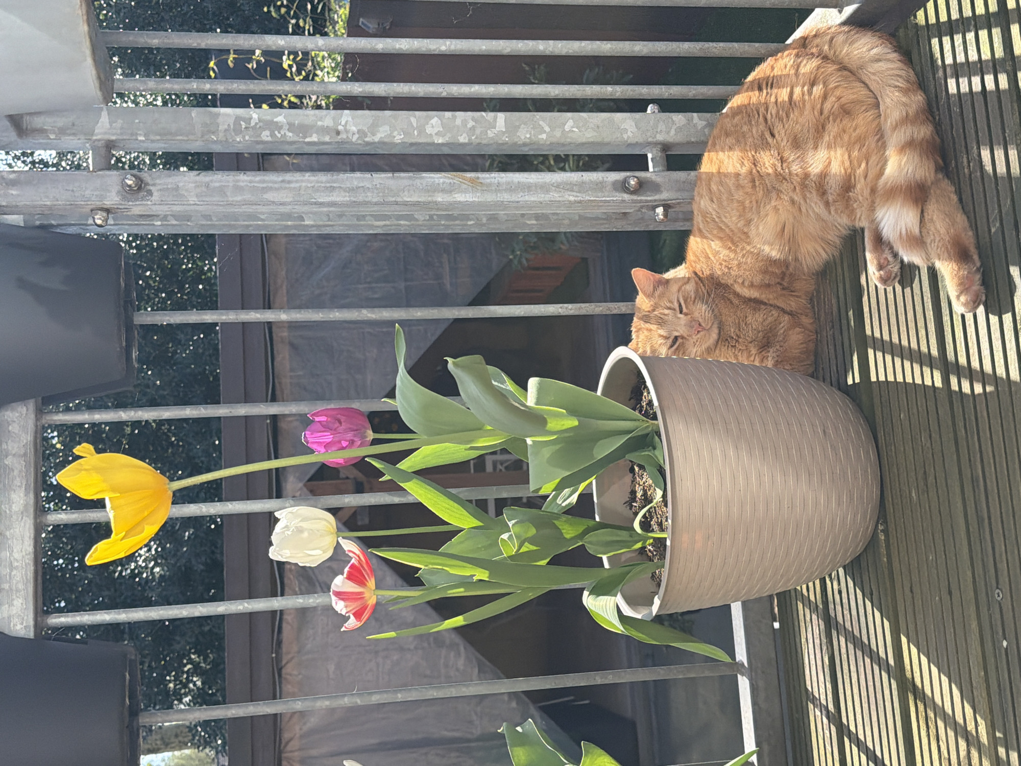 Spring garden blooms and cat observed in Helmond home