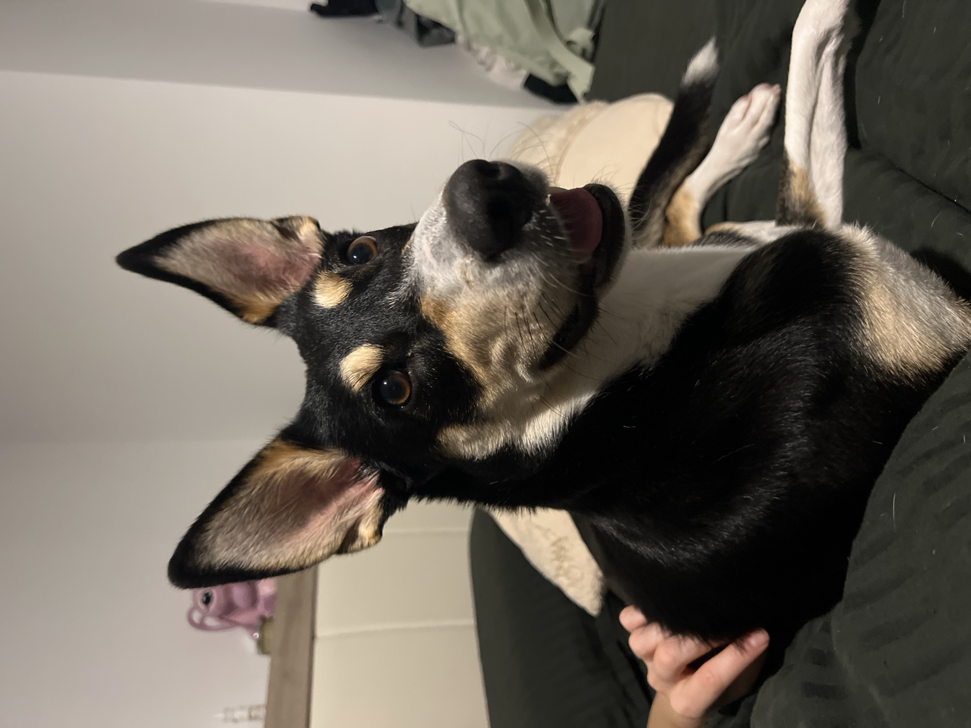 Dog chilling on dark bedding in Sofia apartment