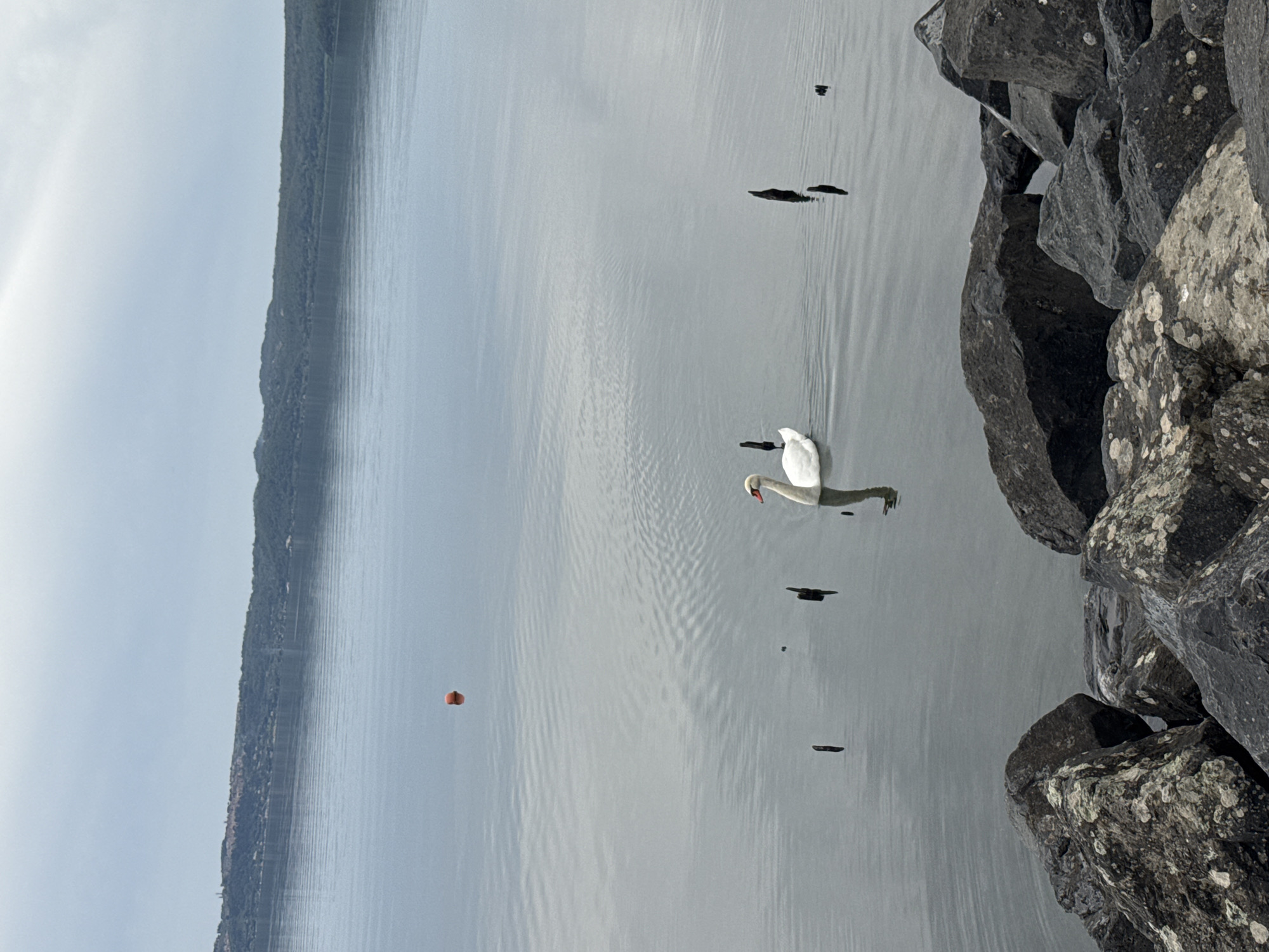 Swan preens peacefully in Trevignano Romano lake waters