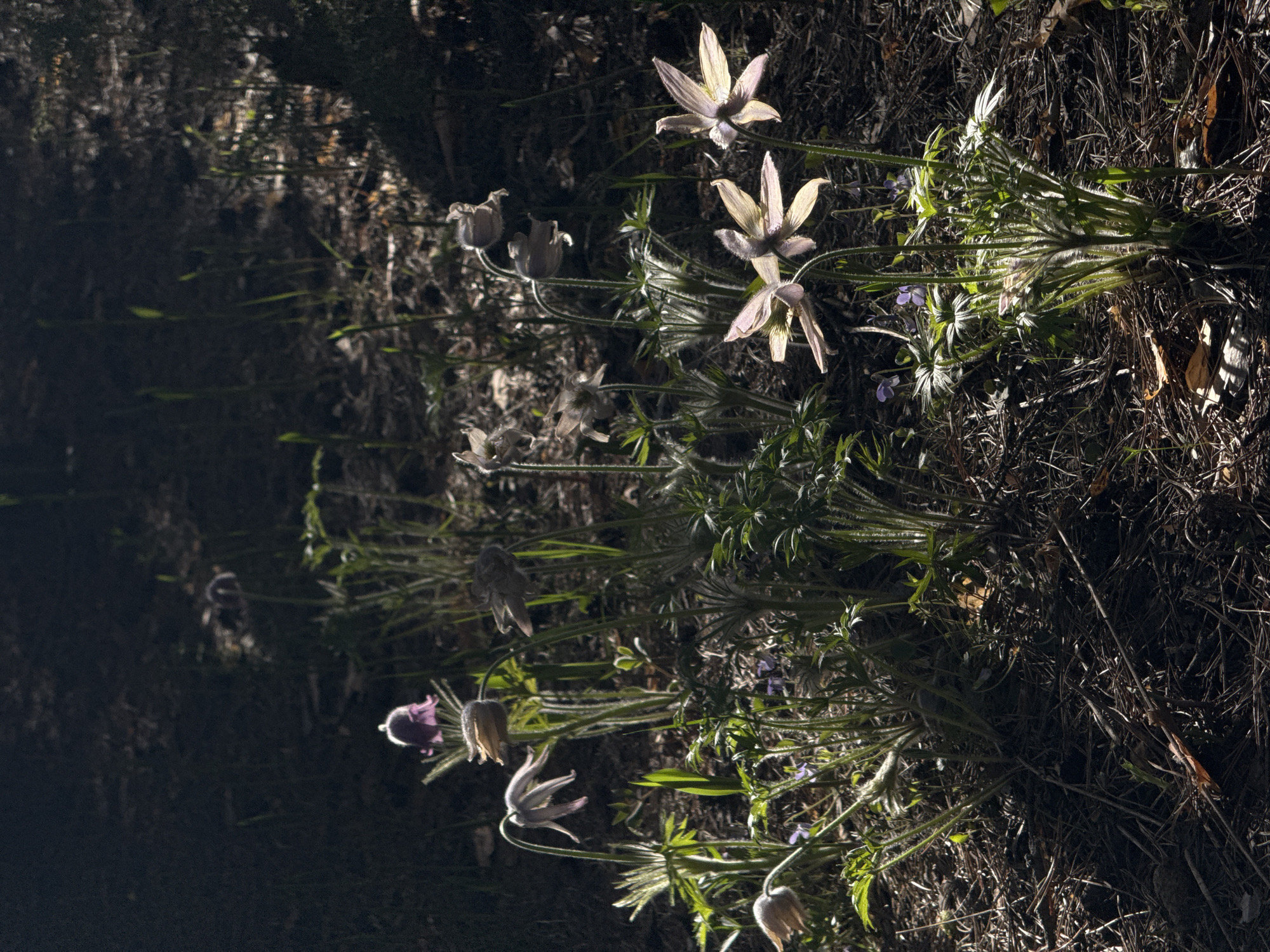 Spring wildflowers documented blooming in Kazan, Russia