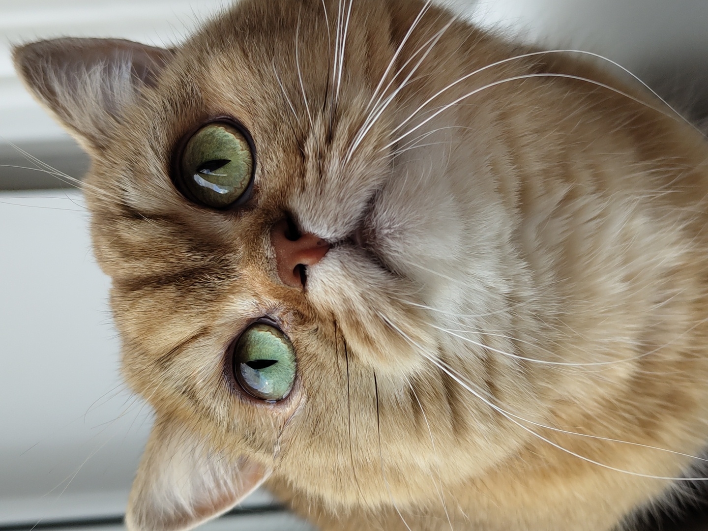 Golden British Shorthair goes about its day in a Krasnodar apartment