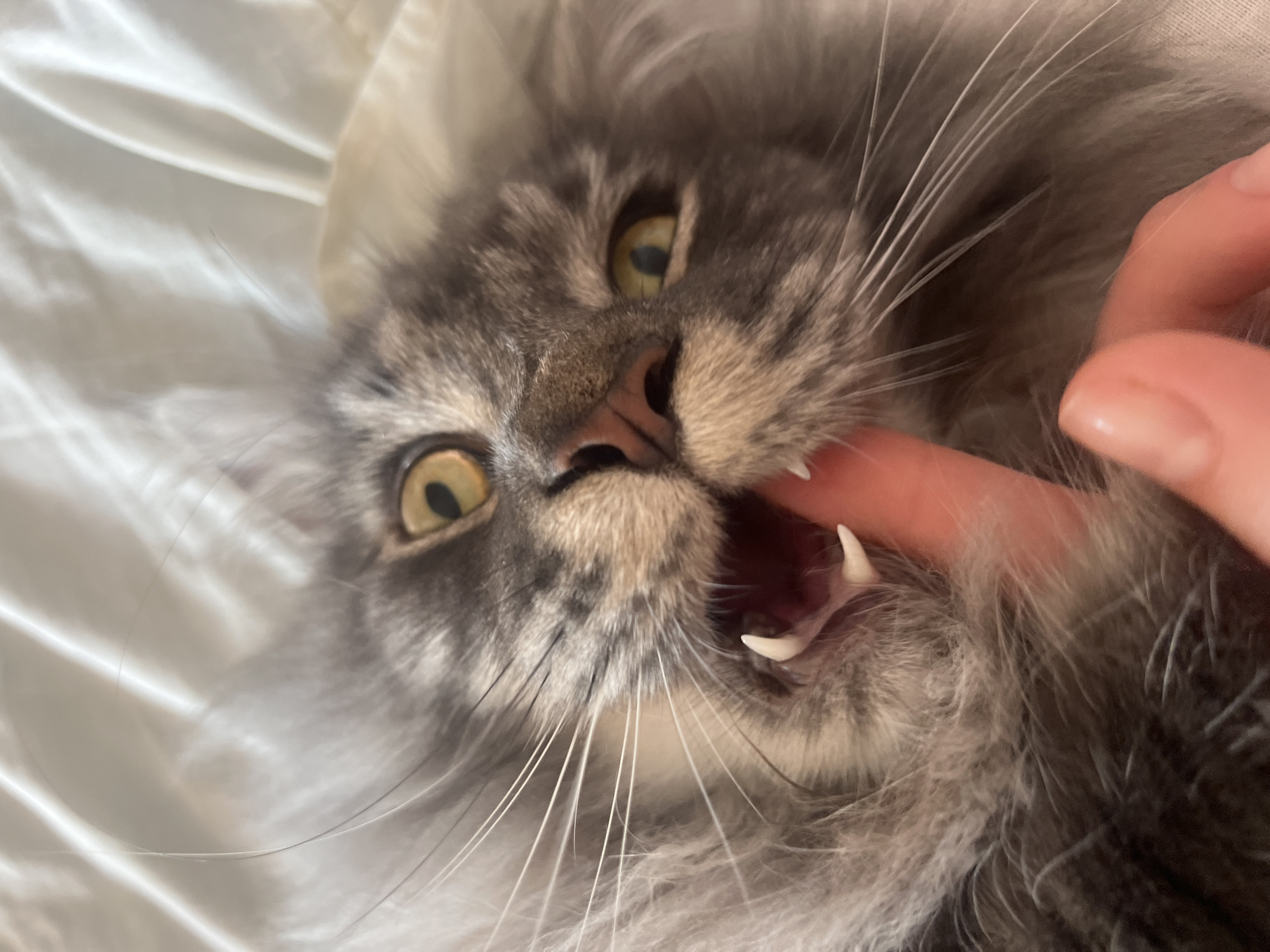Maine Coon plays and lounges on a white bed in Ternopil