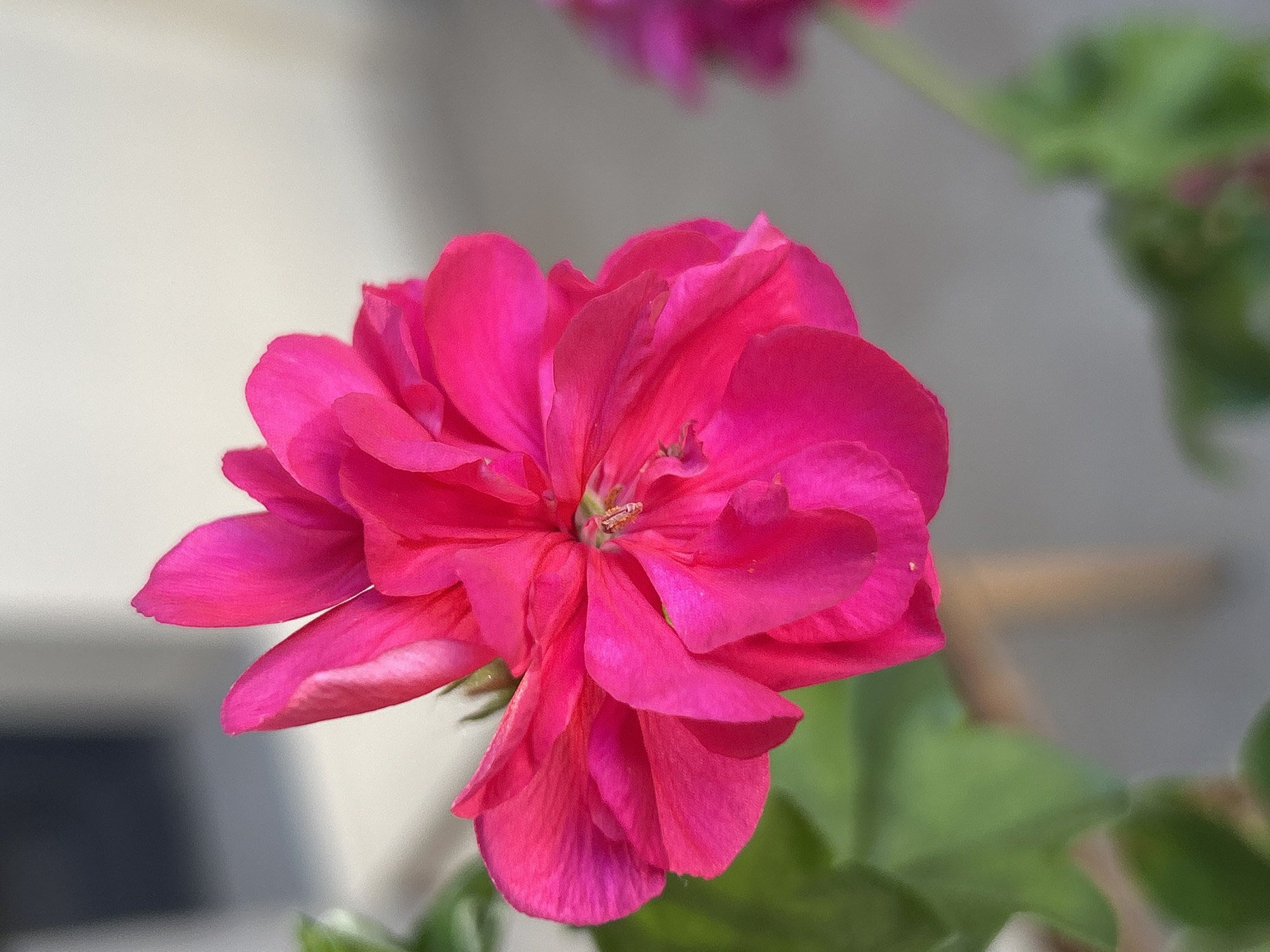 A quiet June morning at a Plovdiv apartment, flowers and all