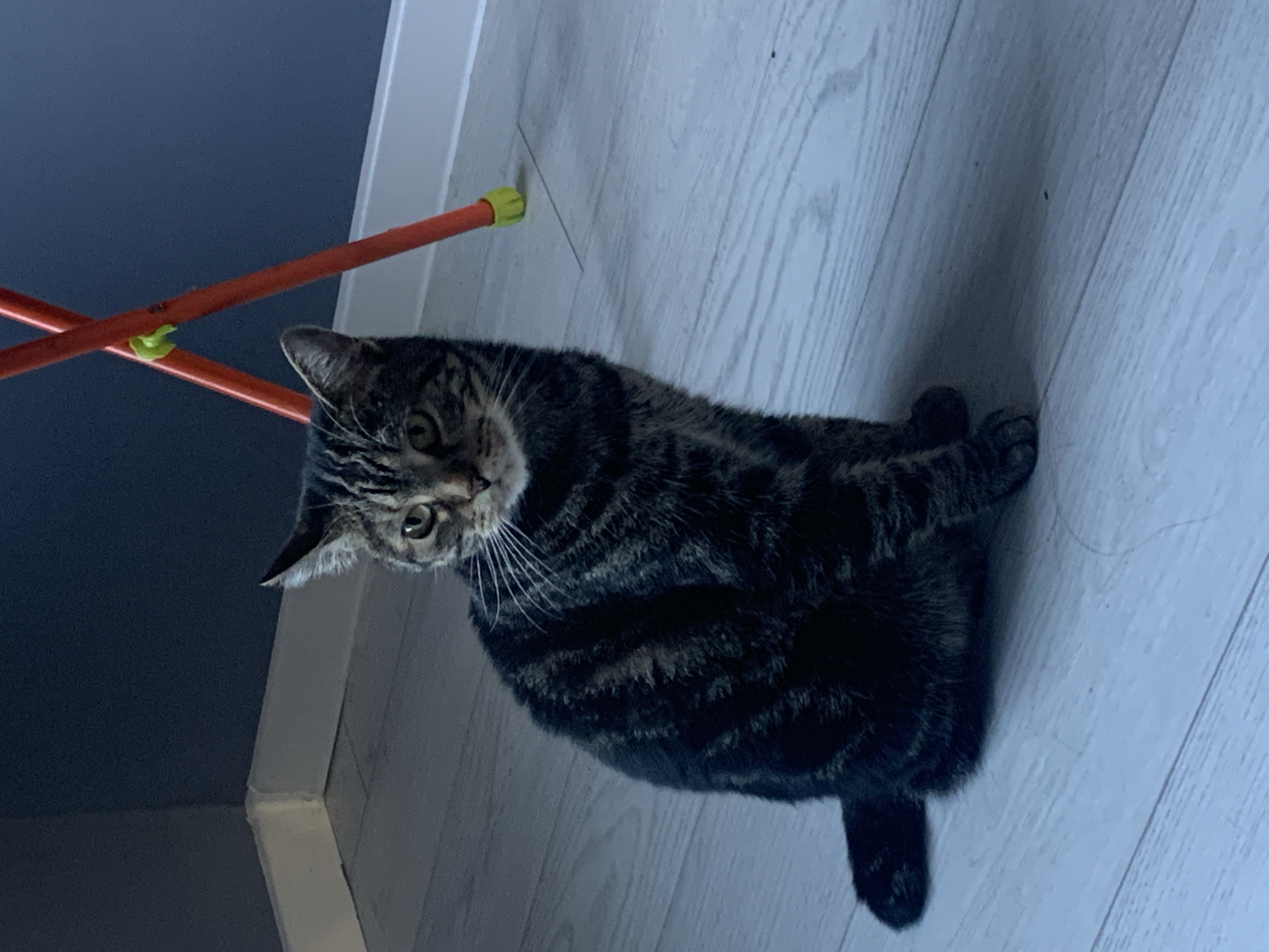 Cat on the floor, rat at the cage bars — pet life