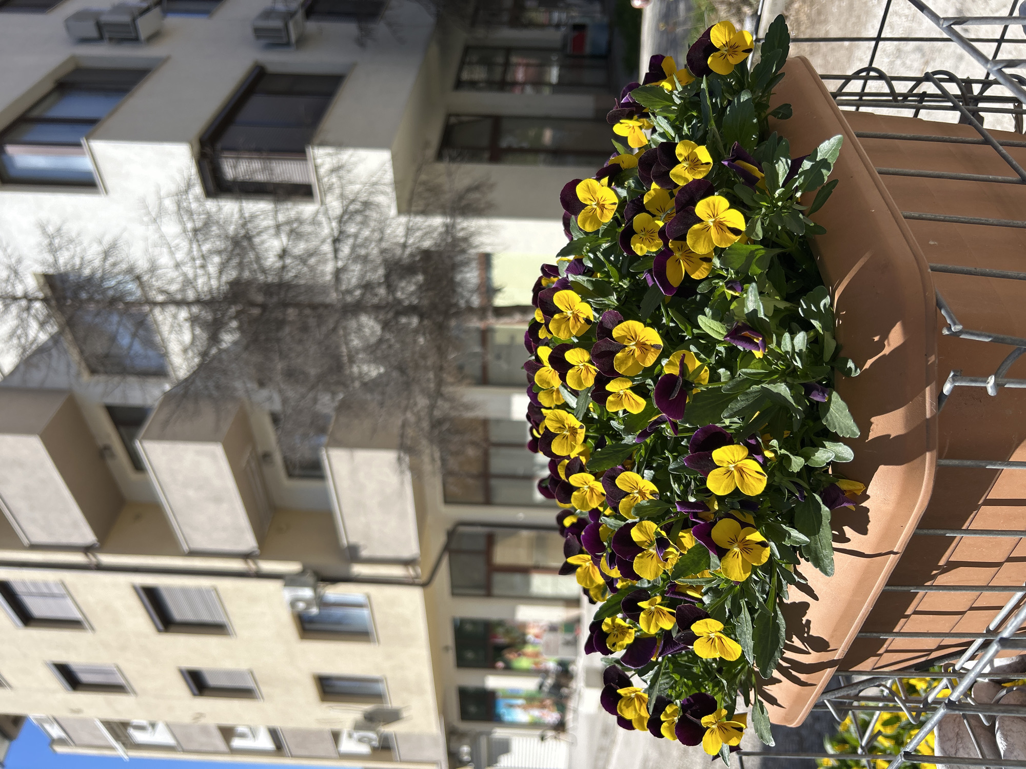 Plovdiv residents capture spring flowers and first birthday celebration