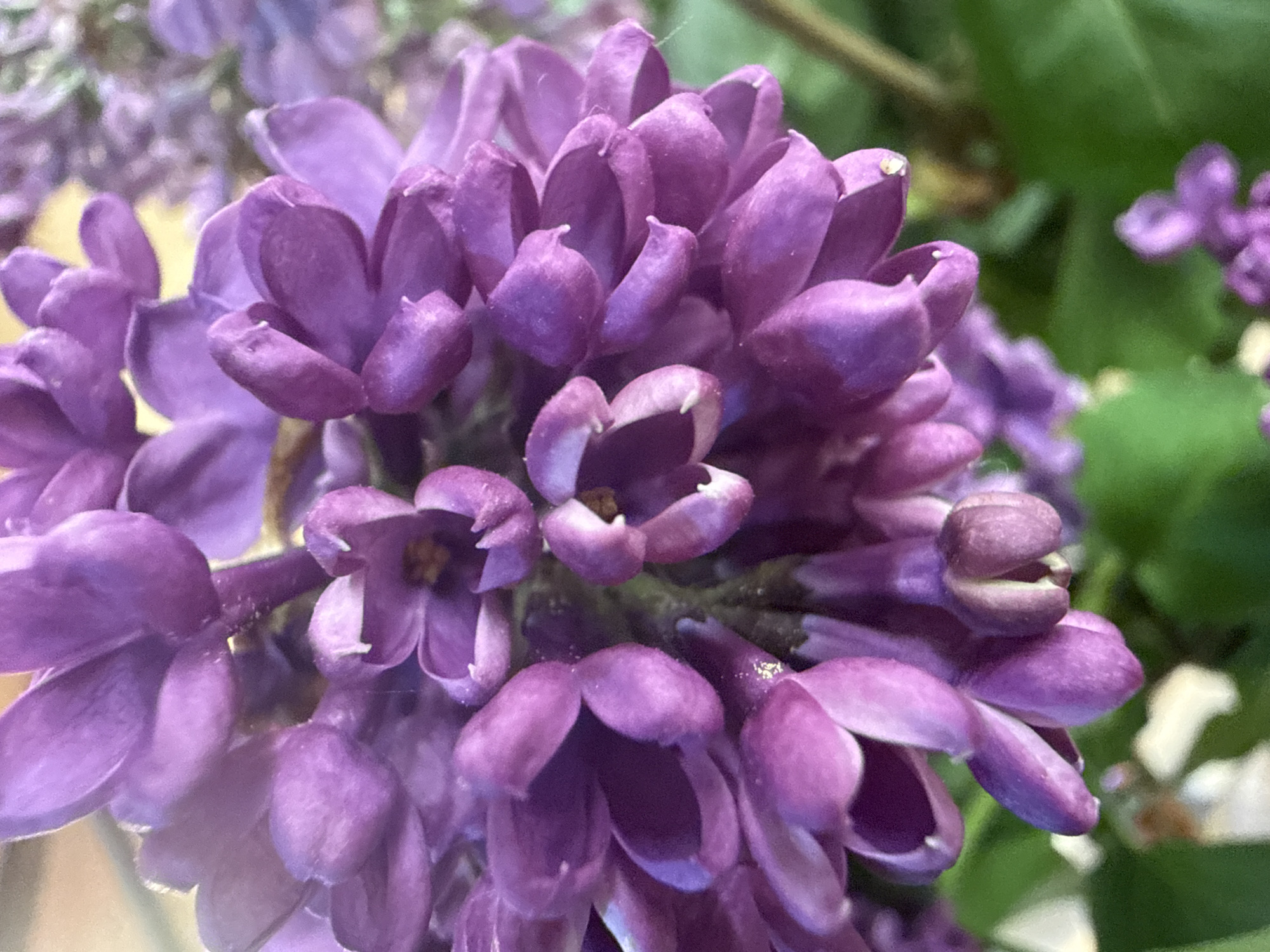 Spring blooms and street scenes documented in Partenit, Ukraine