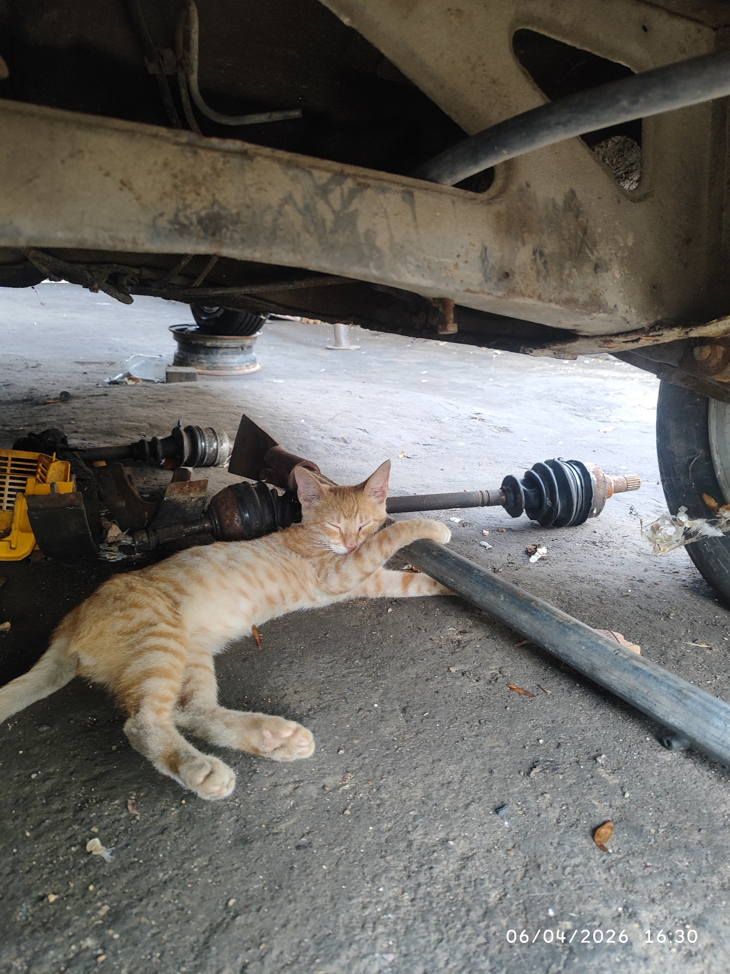 Orange tabby cat naps beneath car in mechanic shop