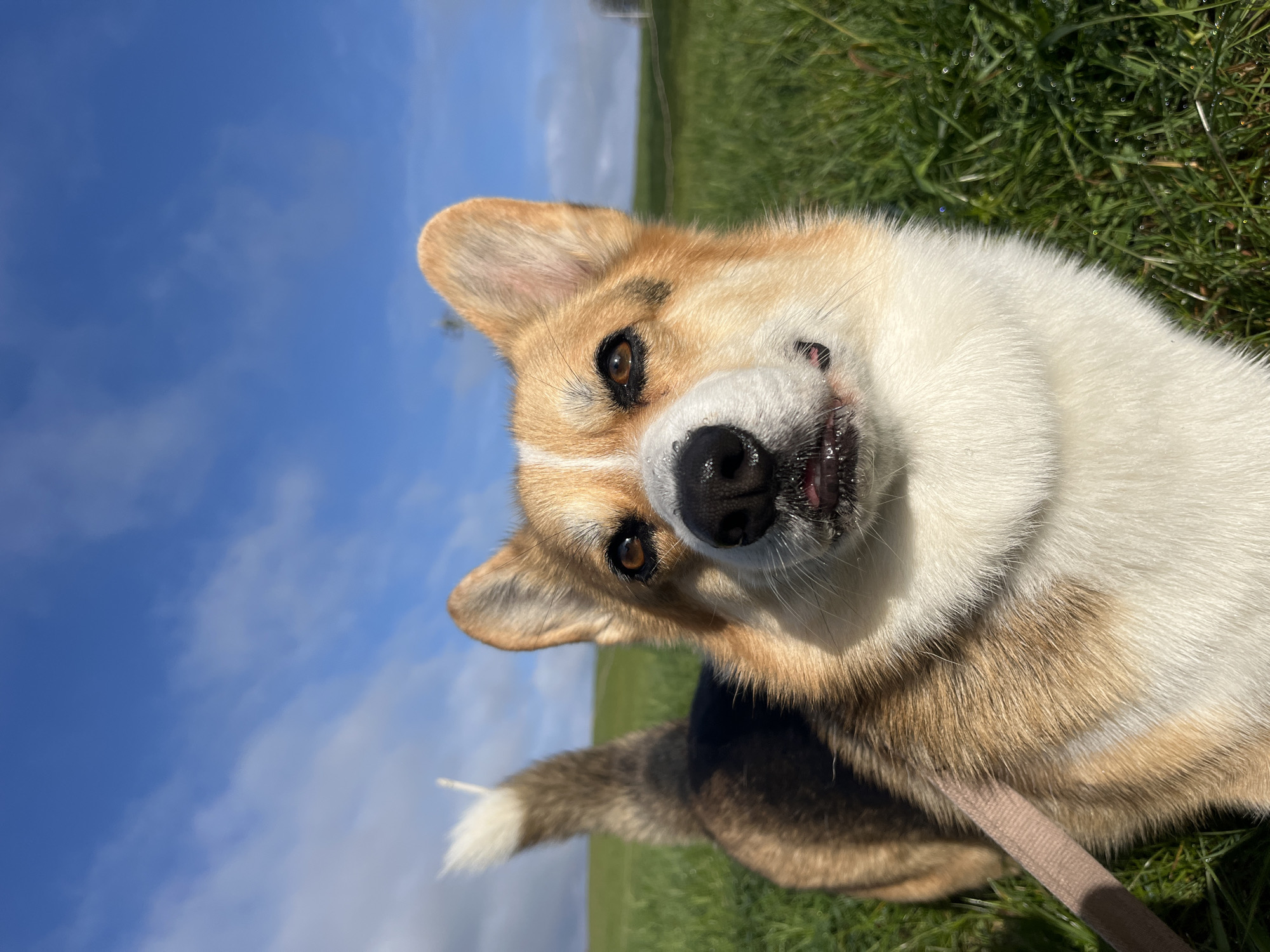 Morning family moments with Corgi and baby in German countryside