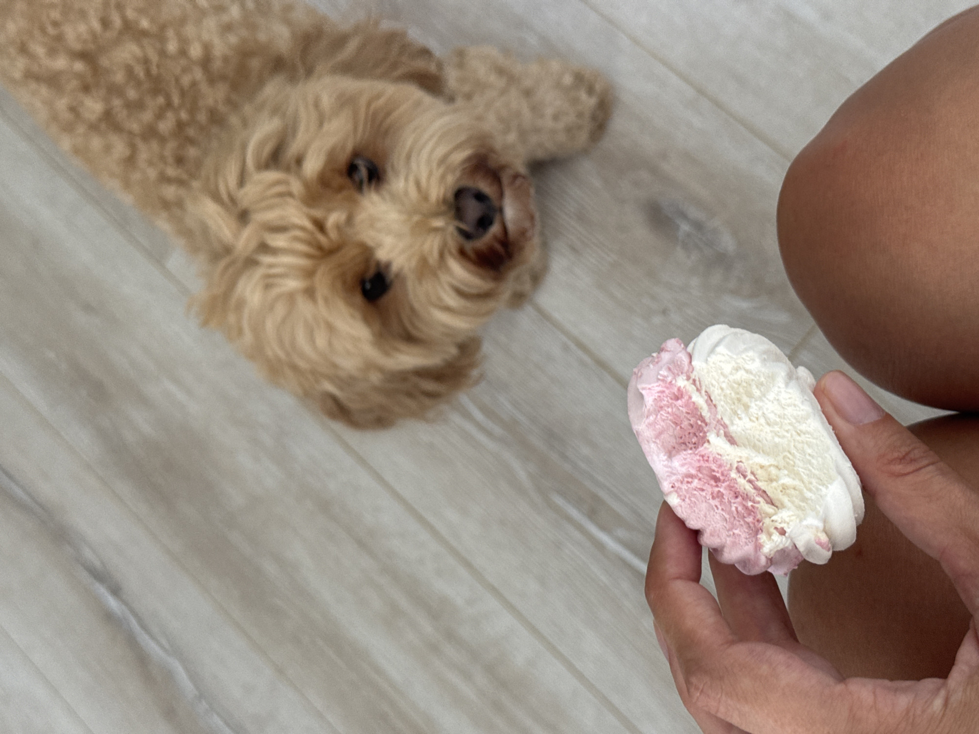 Cozy morning routine with a poodle mix and pink treats